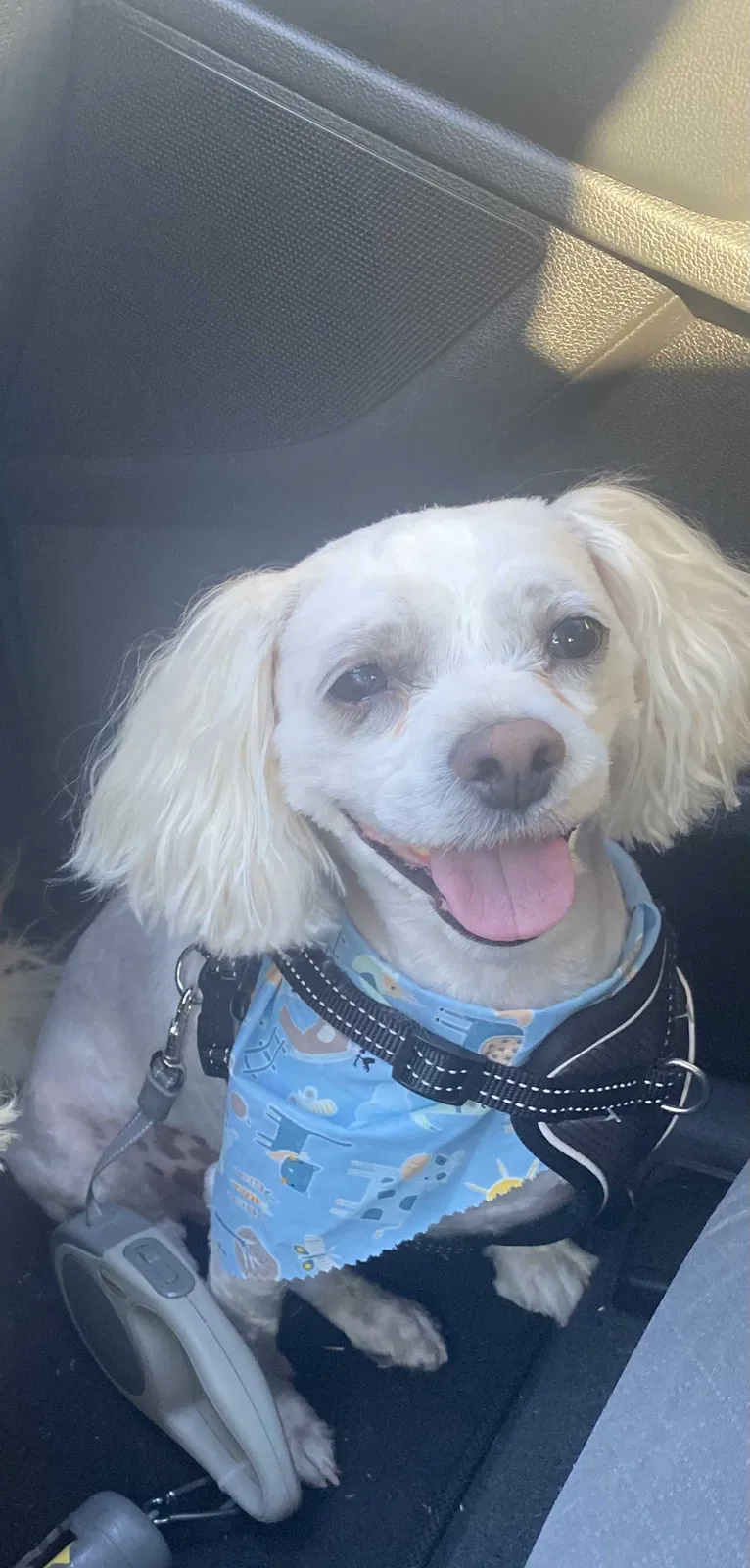Lost dog in Ewa Beach, HI, 96706