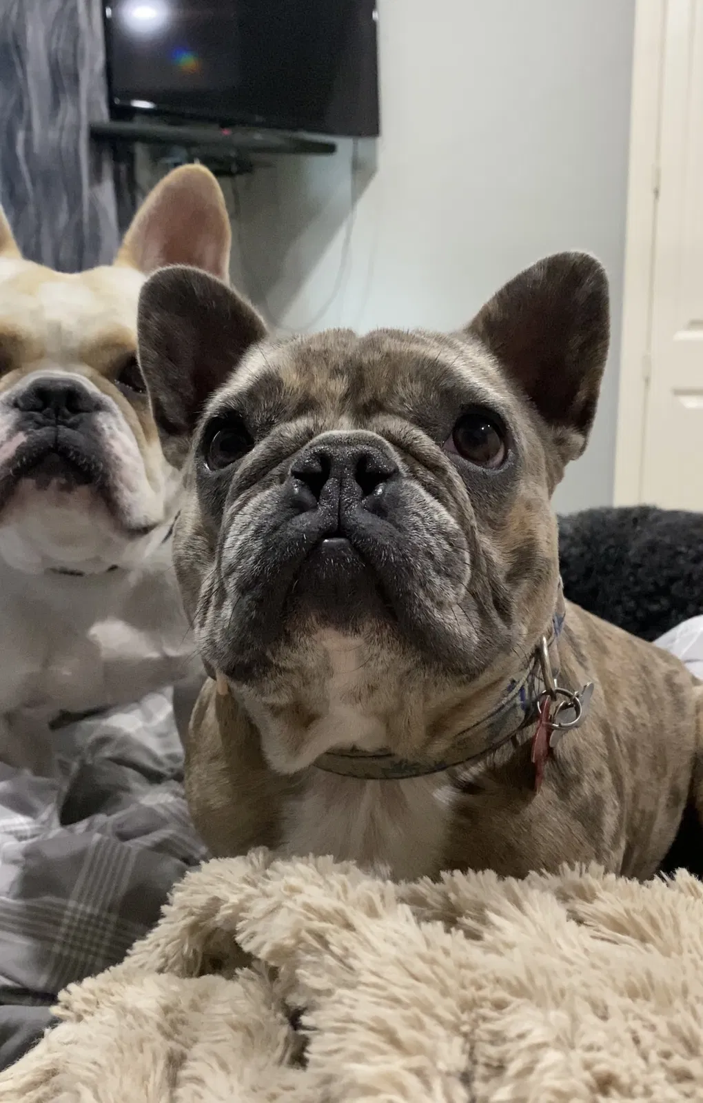 Lost dog in Red Oak, TX, 75154