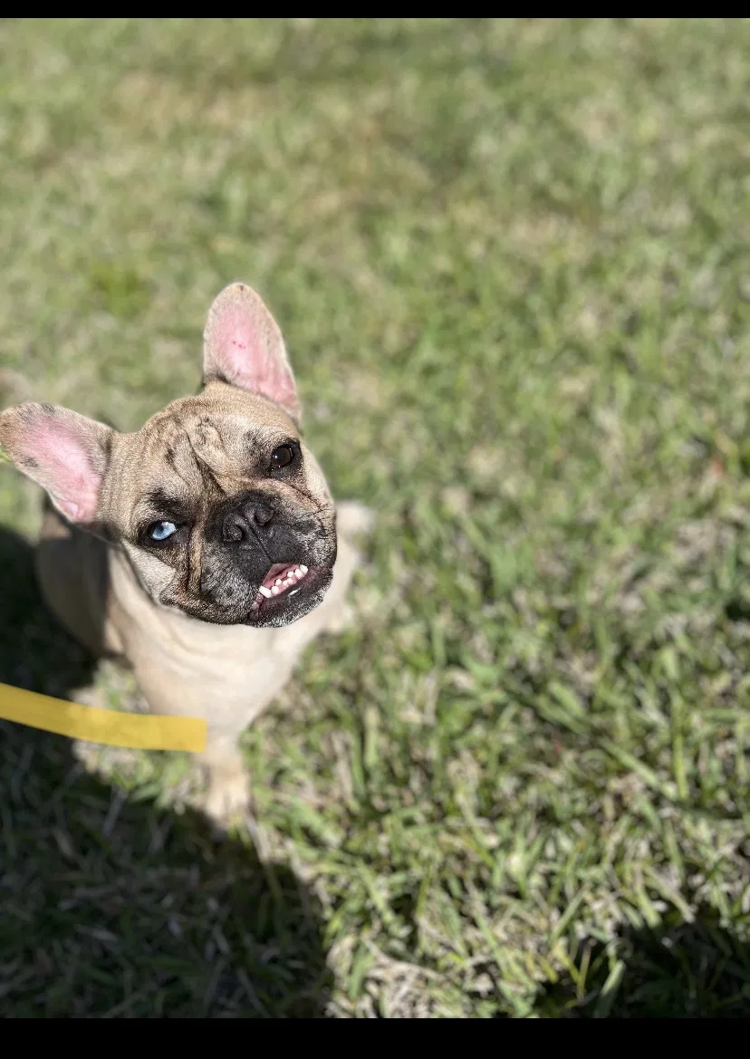Lost dog in Kissimmee, FL, 34743
