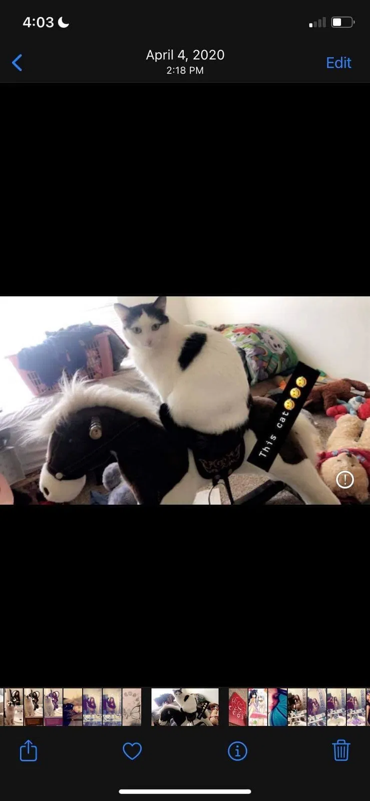 Lost cat in Salt Lake City, UT, 84123