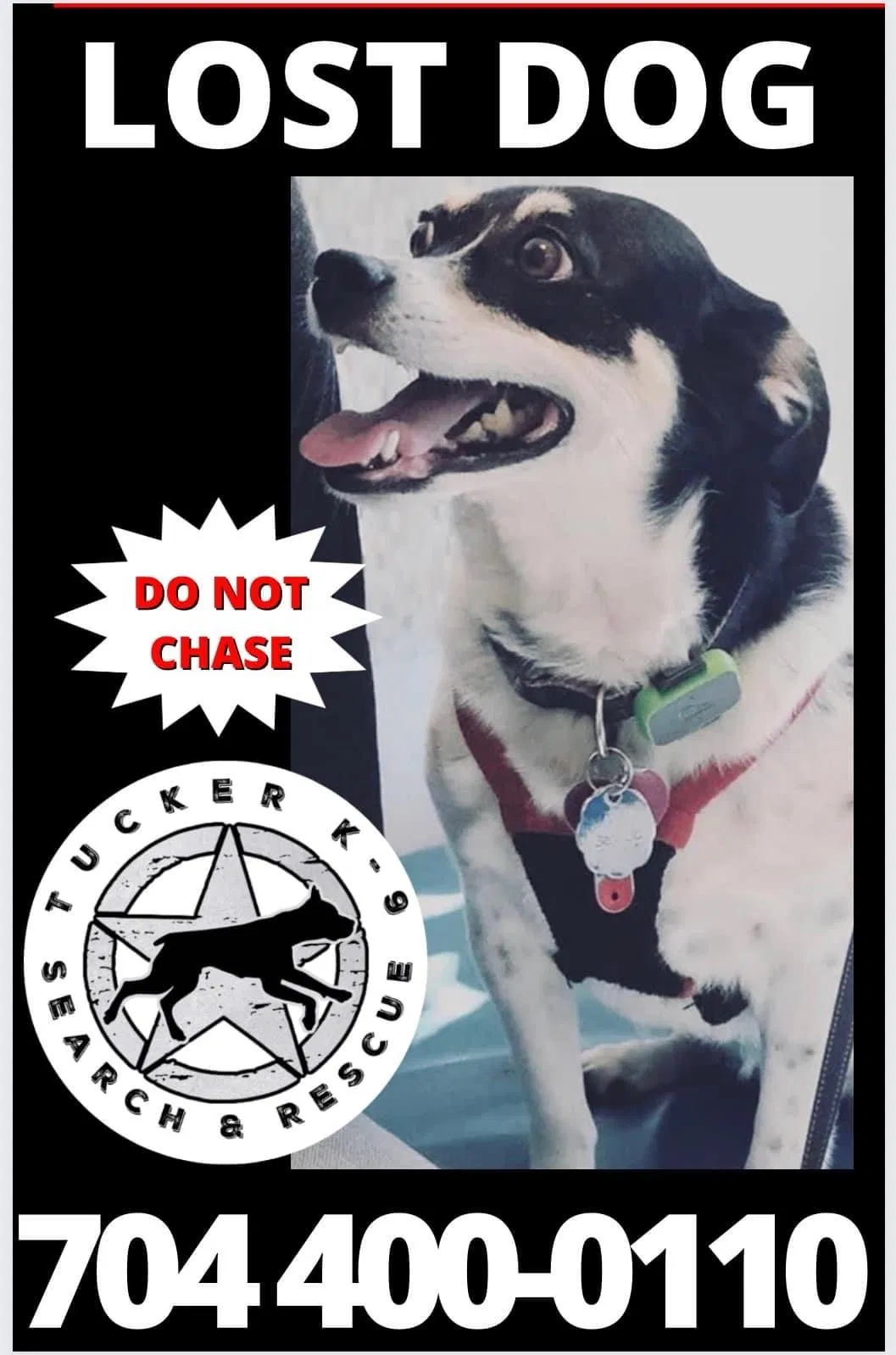Lost dog in Charlotte, NC, 28206
