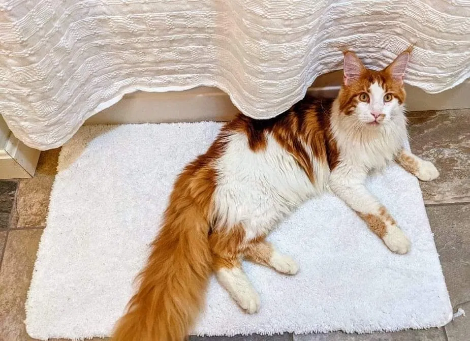 Lost cat in Nashua, NH, 3062