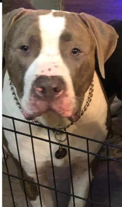 Lost dog in Houston, TX, 77059