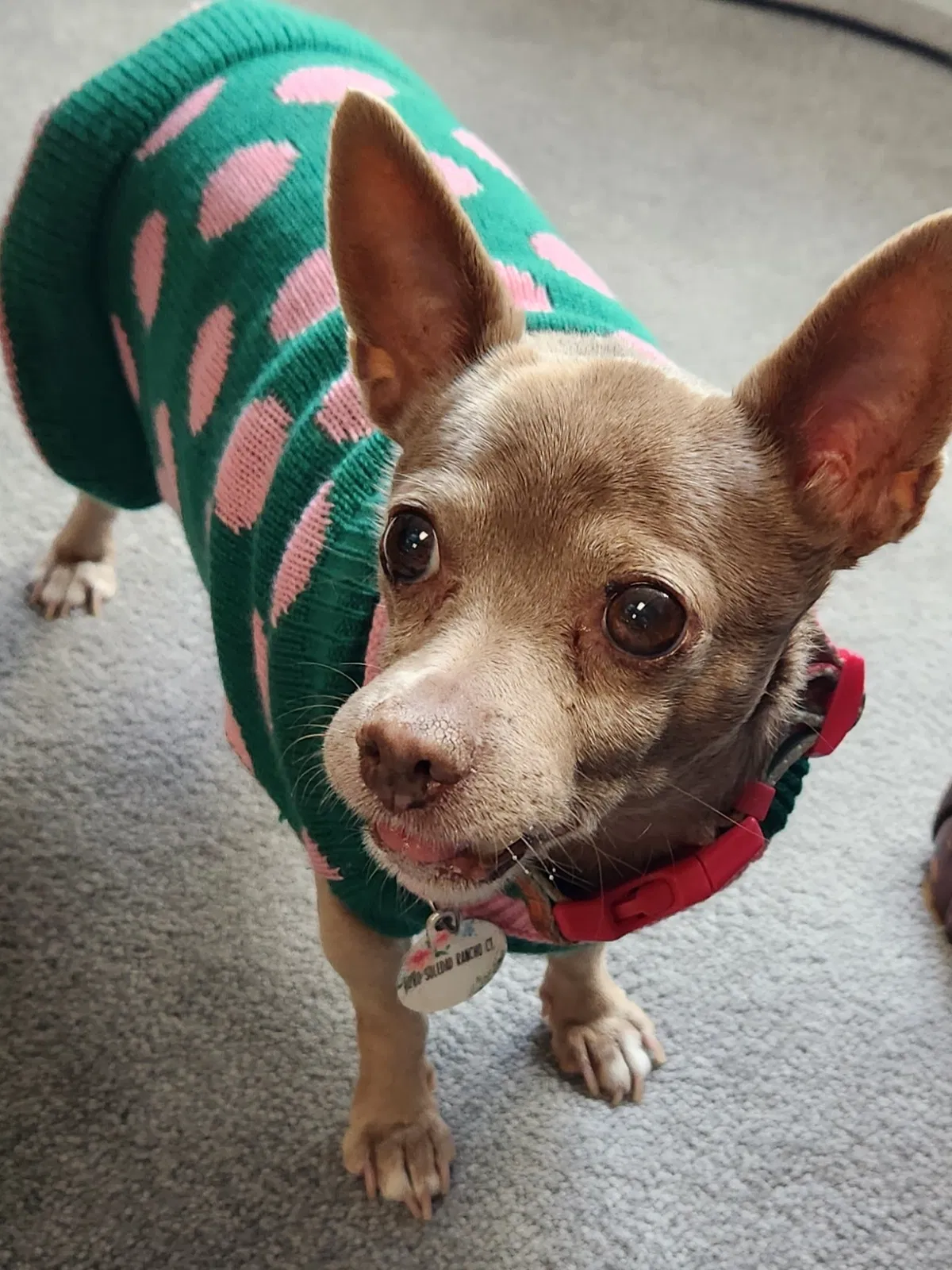 Lost dog in San Diego, CA, 92109