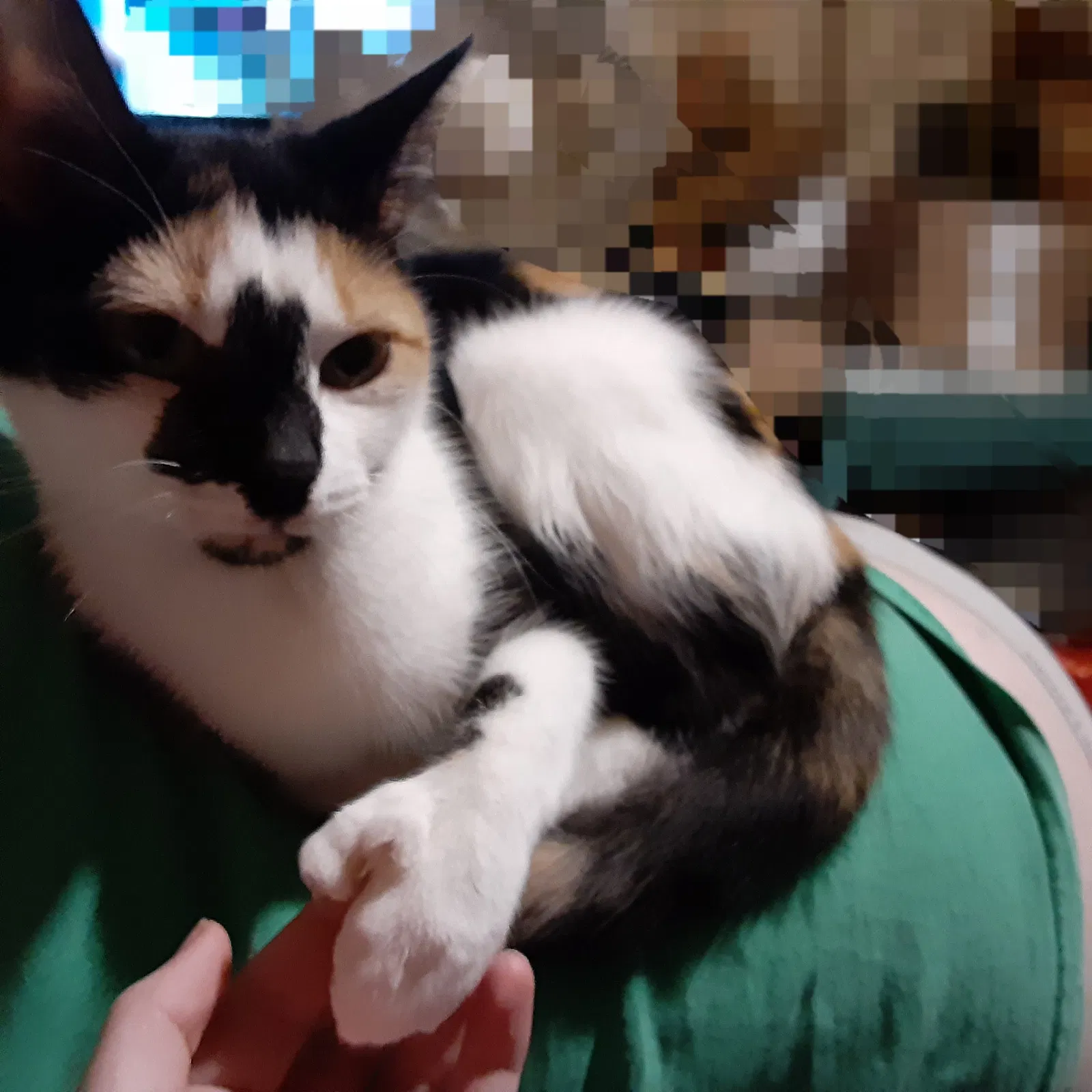Lost cat in Mount Airy, NC, 27030