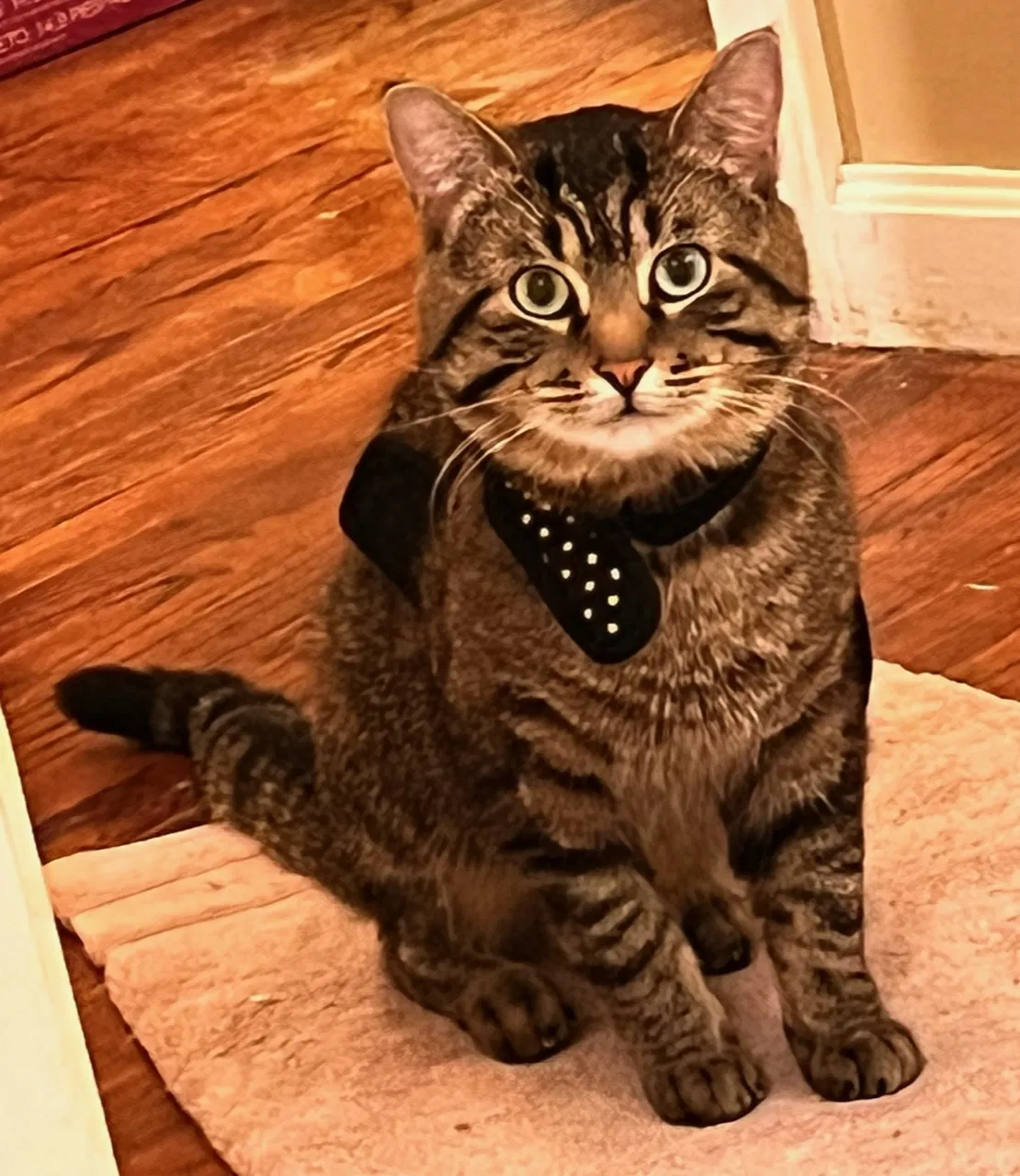 Lost cat in Woodland Hills, CA, 91364