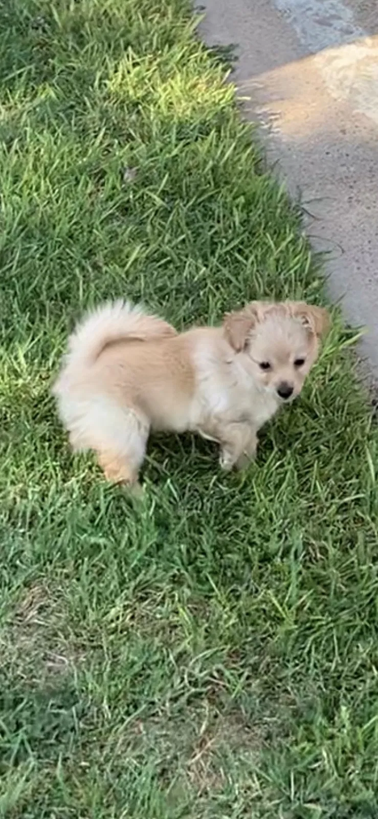 Lost dog in Houston, TX, 77037