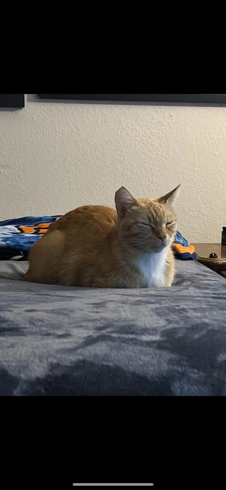 Lost cat in Sacramento, CA, 95841