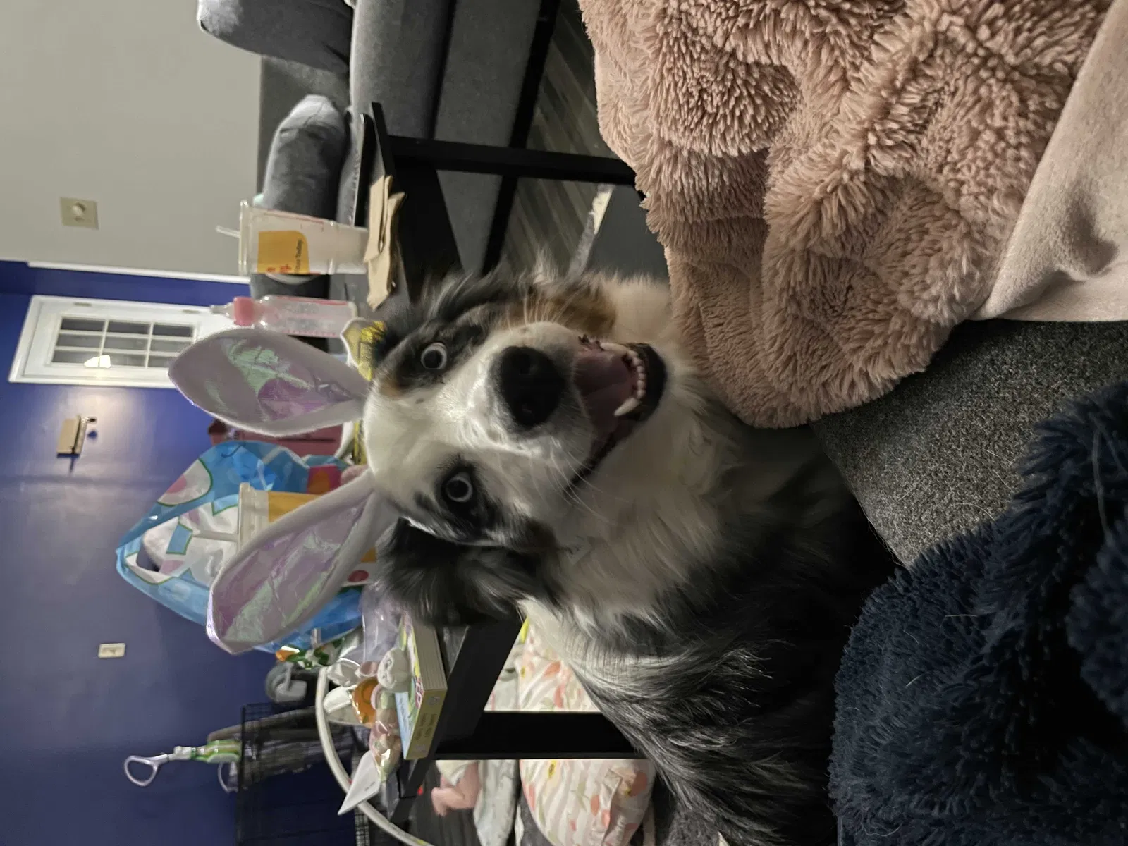 Lost dog in Shelbyville, IN, 46176