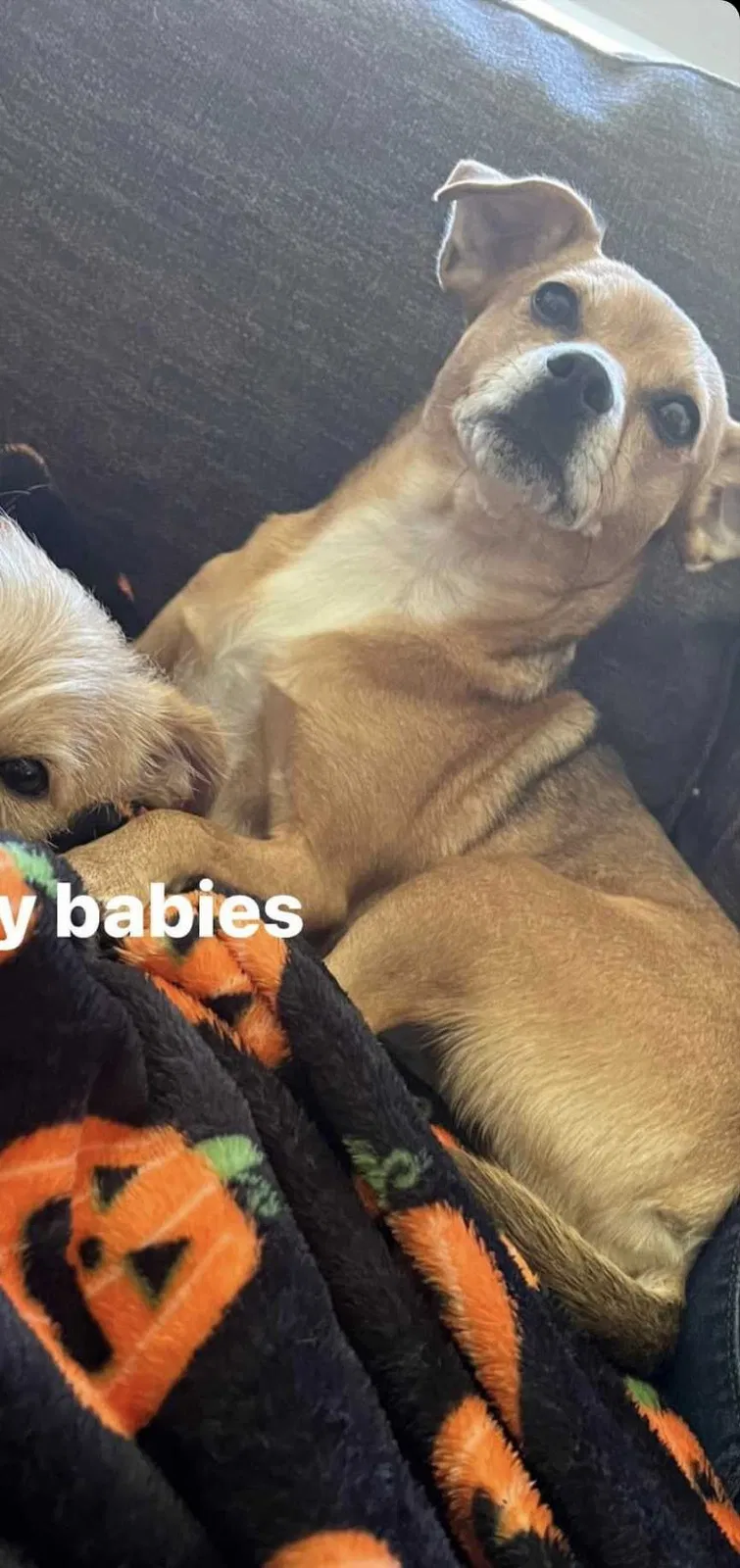 Lost dog in Lathrop, CA, 95330