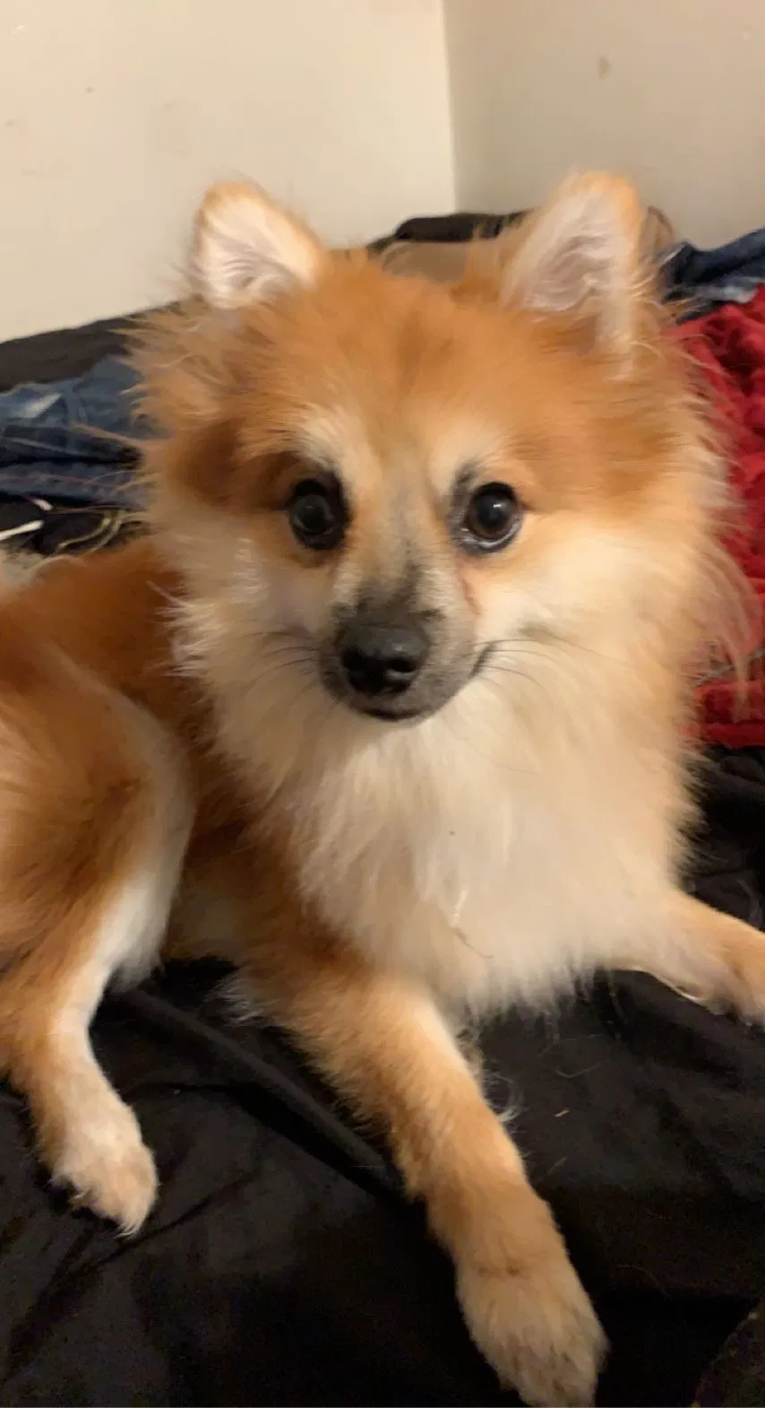 Lost dog in San Diego, CA, 92115