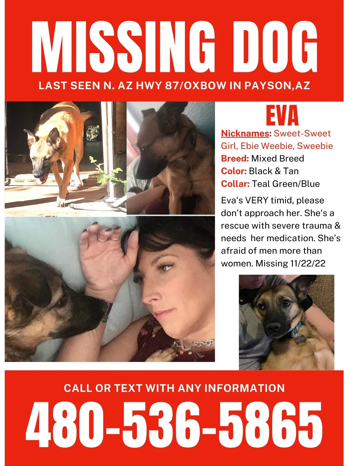 Lost dog in Payson, AZ, 85541