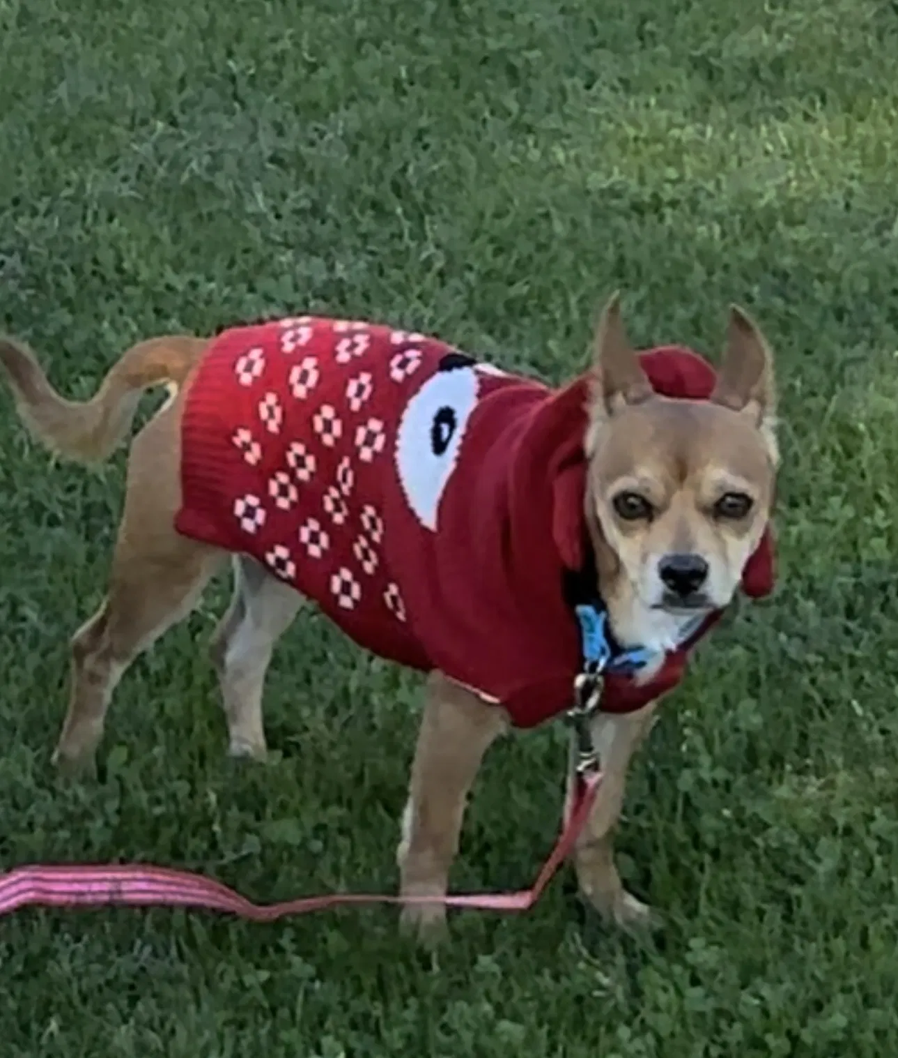 Lost dog in Glendale, AZ, 85303