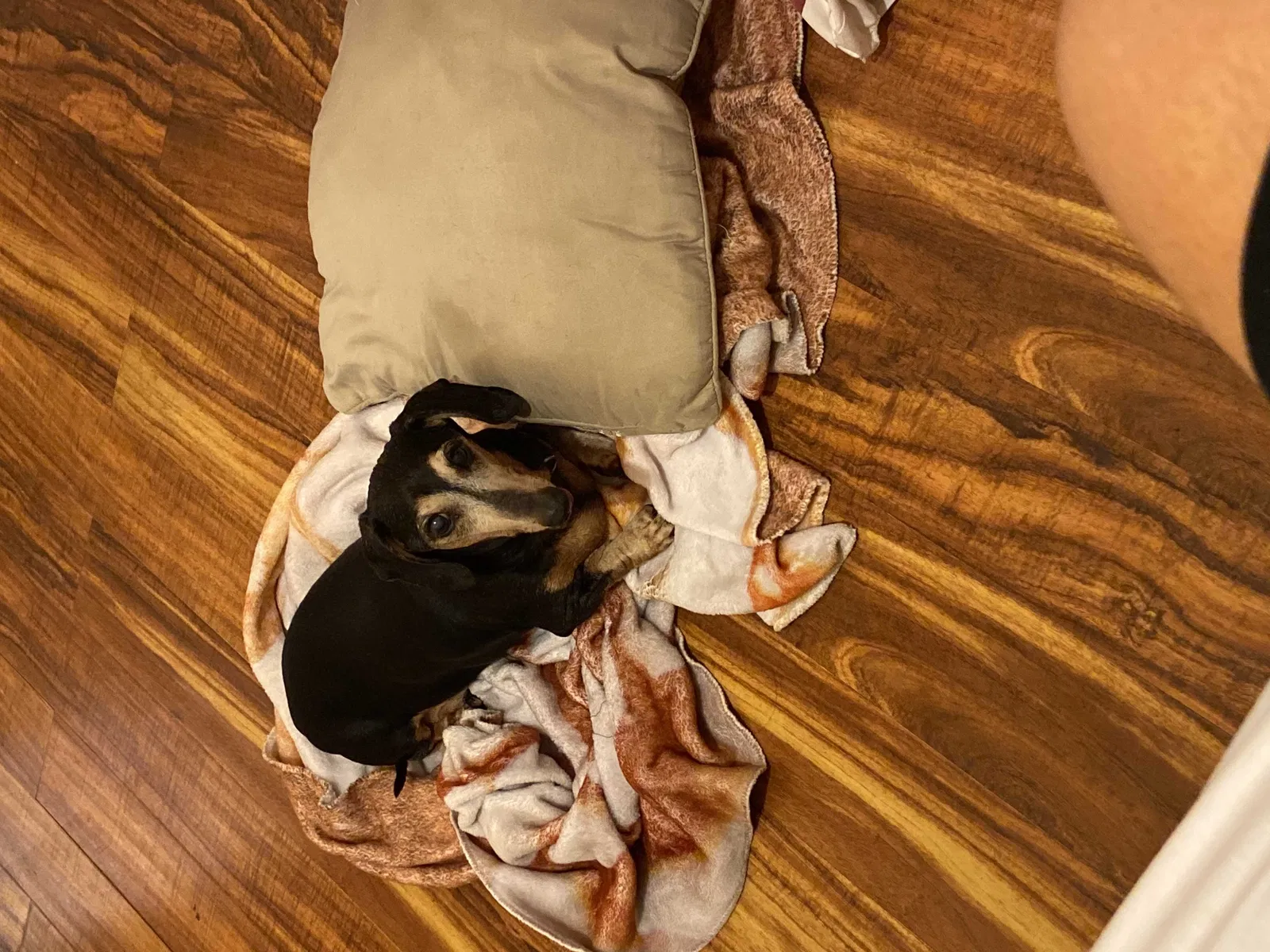 Lost dog in East Orange, NJ, 7018