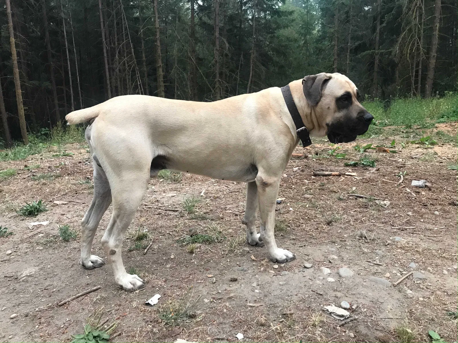 Lost dog in Port Orchard, WA, 98367
