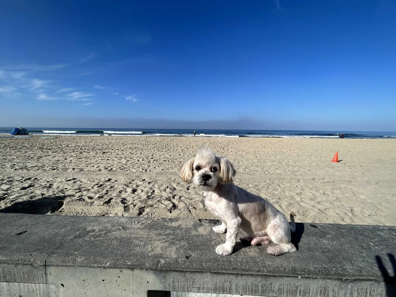 Lost dog in Seattle, WA, 98106