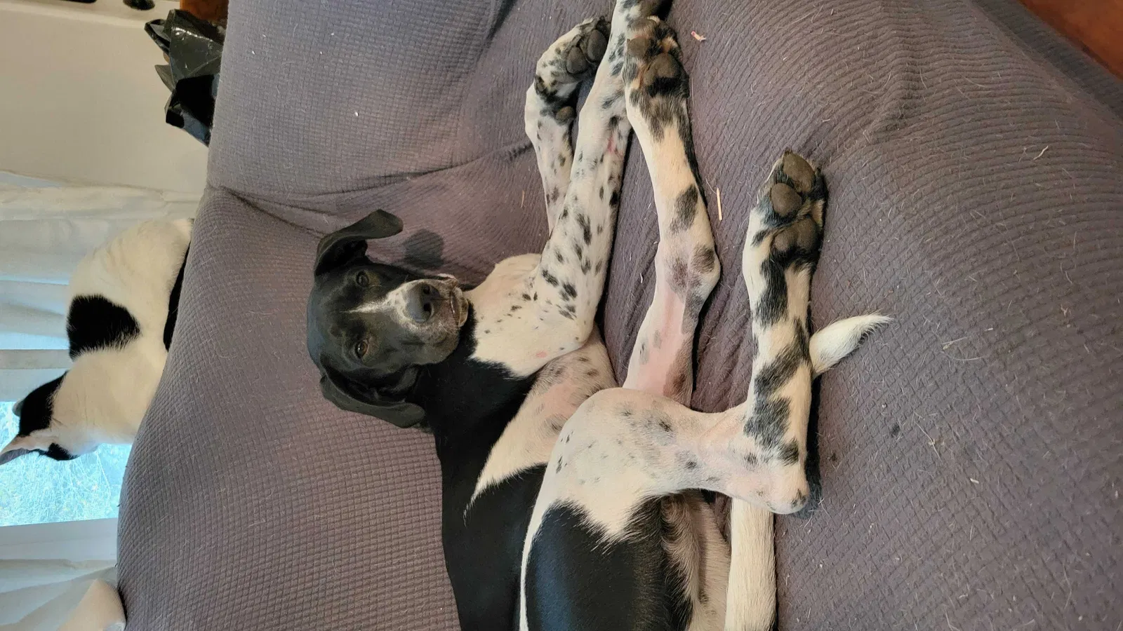 Lost dog in Irmo, SC, 29063
