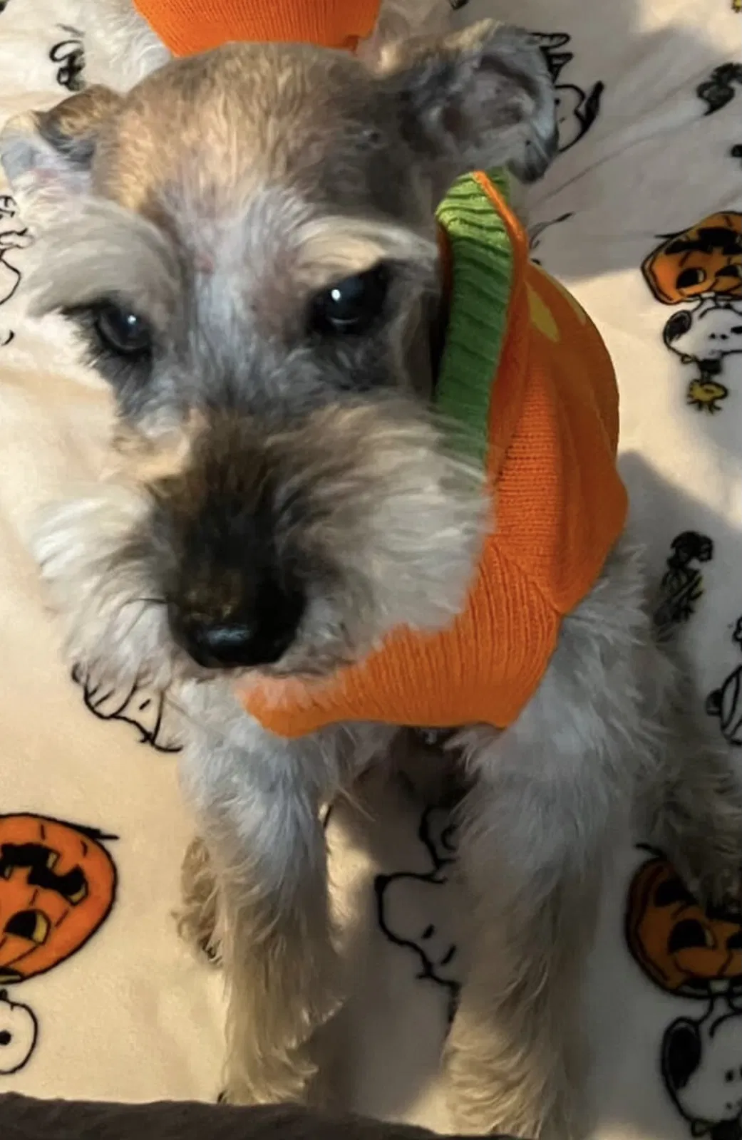 Lost dog in Miami, FL, 33194