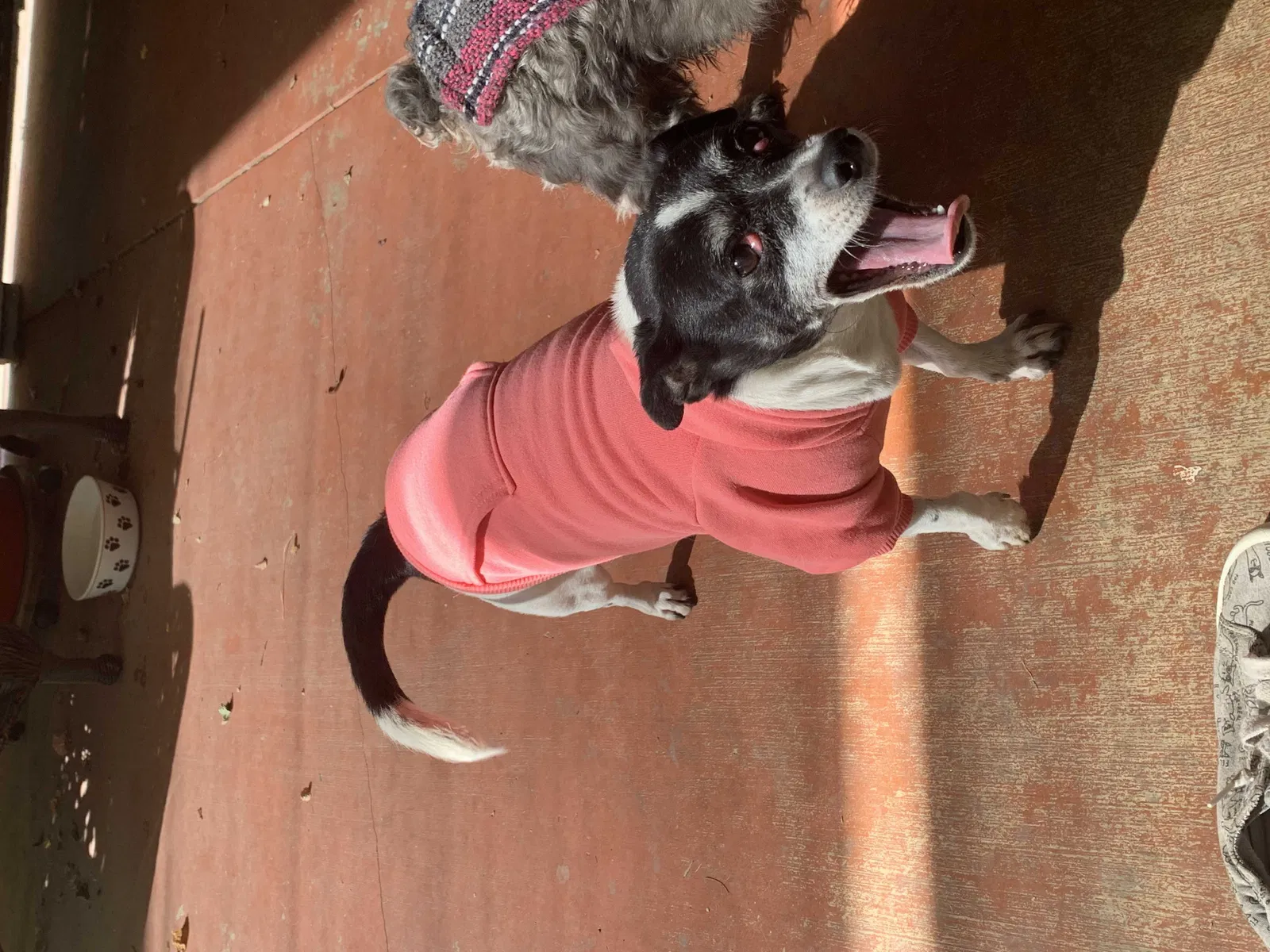 Lost dog in Fontana, CA, 92337
