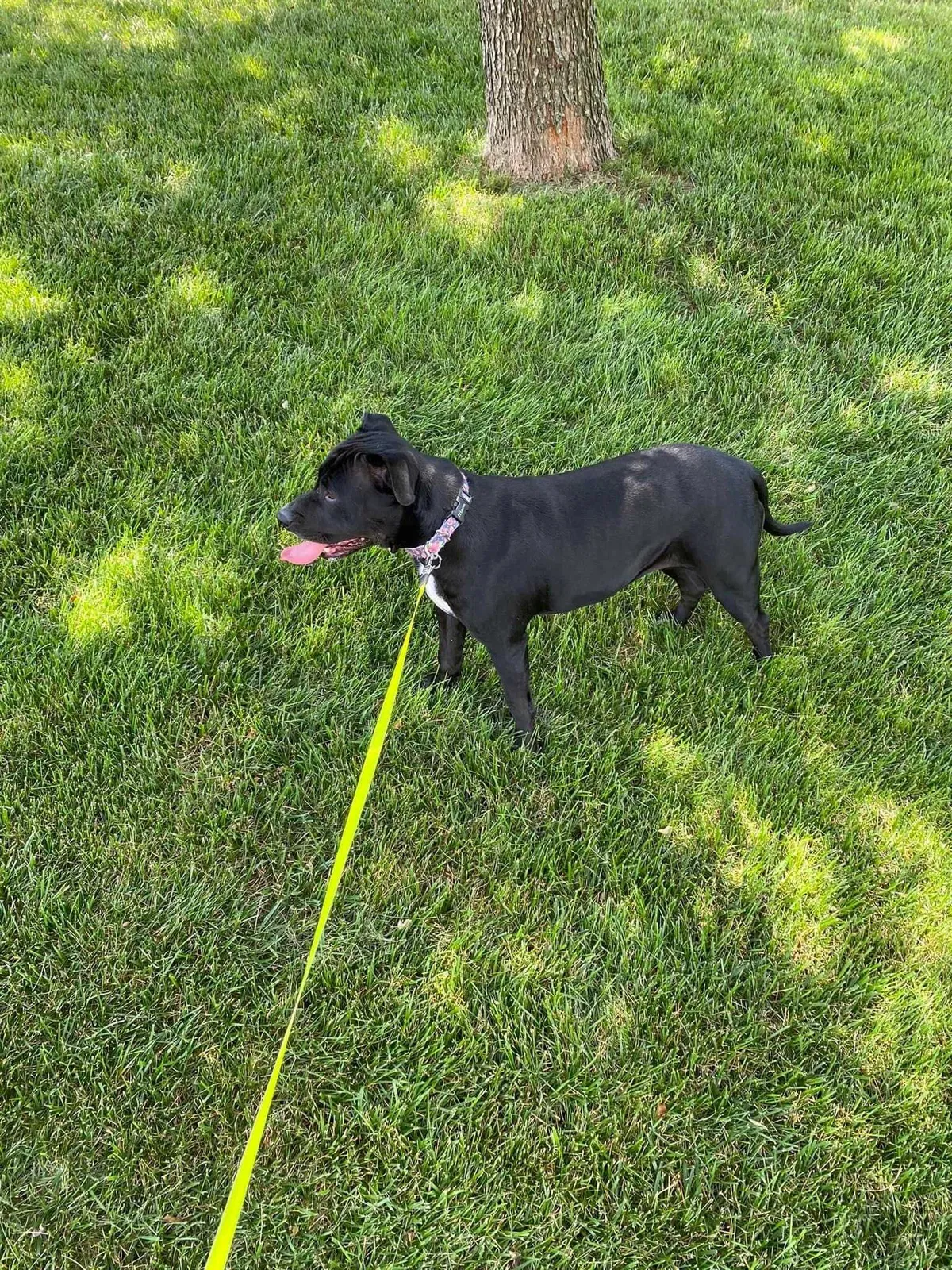 Lost dog in Unknown, NC, 28283