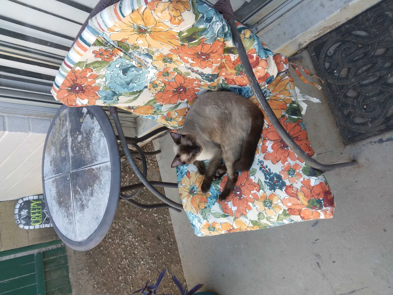 Lost cat in Mesa, AZ, 85205