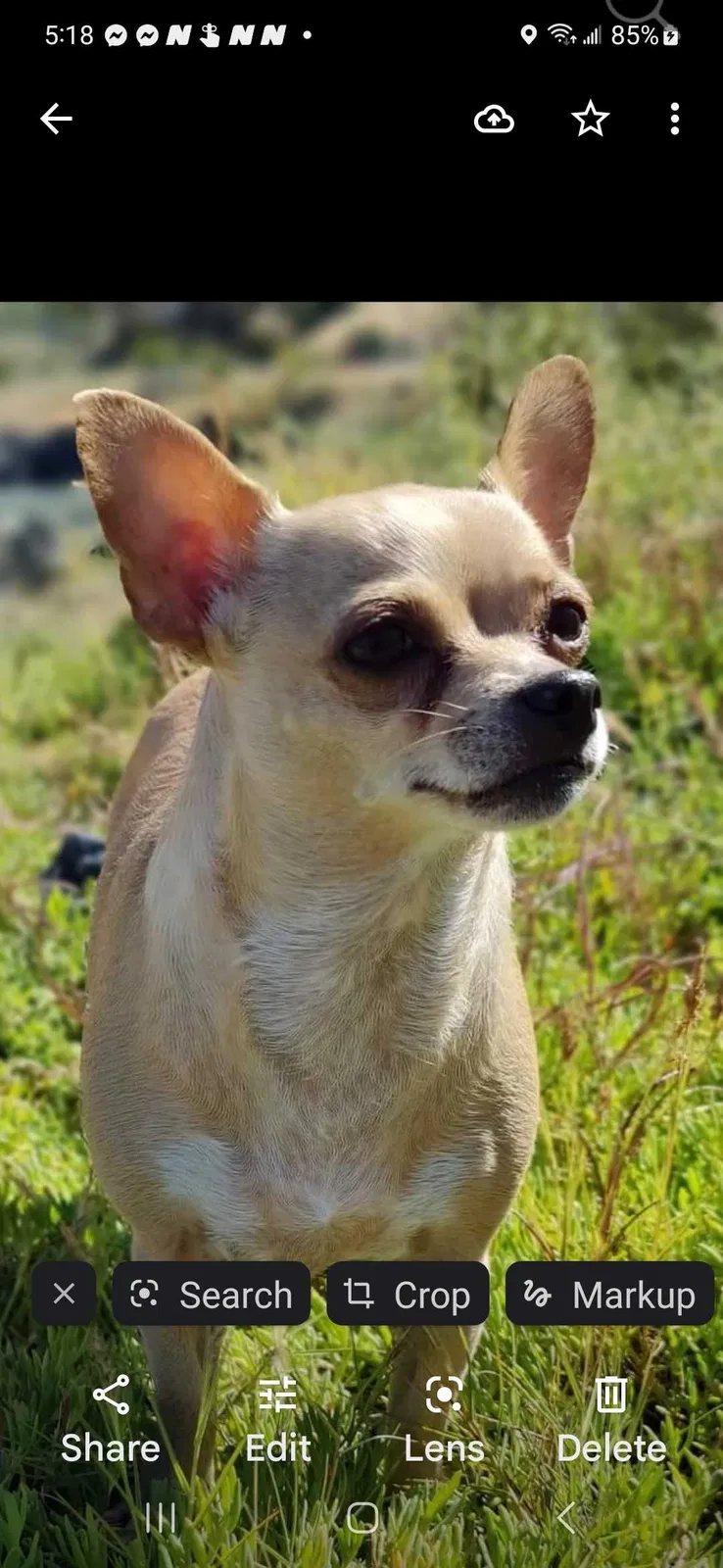 Lost dog in Patterson, CA, 95363