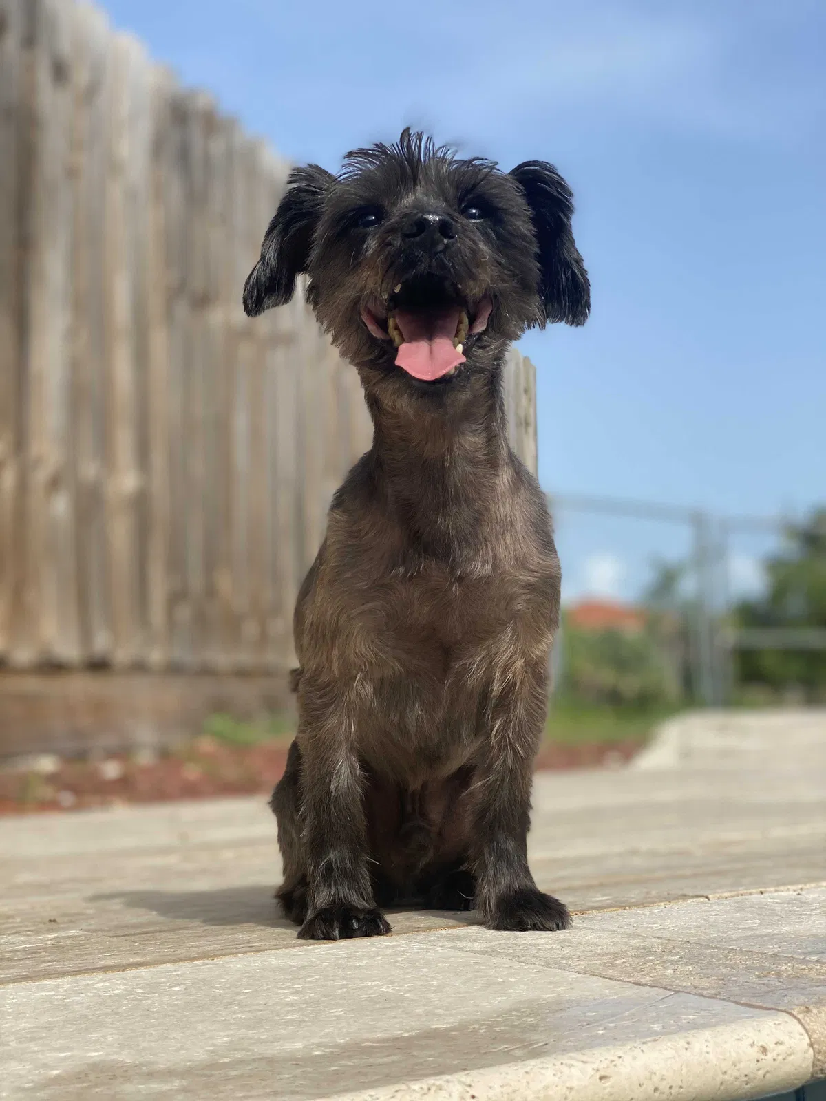 Lost dog in Miami, FL, 33189