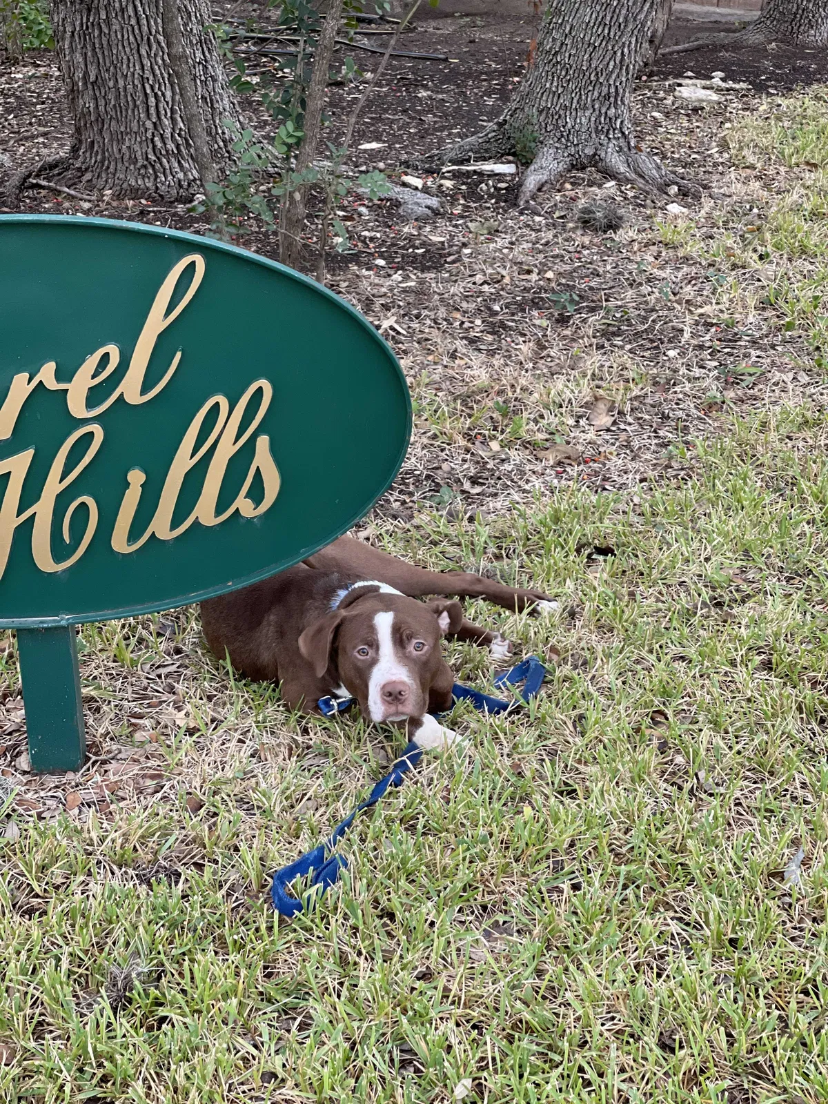 Lost dog in San Antonio, TX, 78240