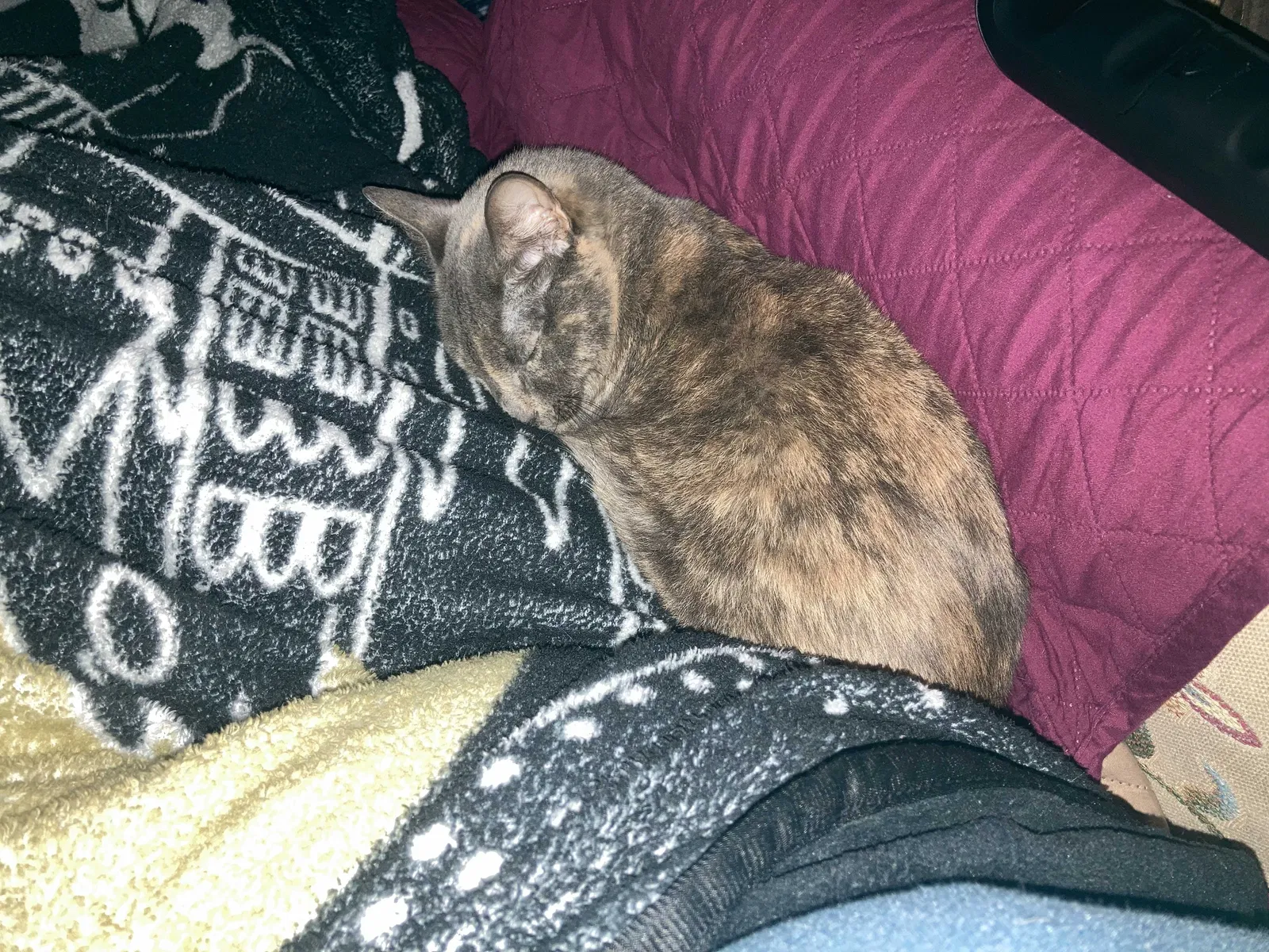 Lost cat in Melbourne, FL, 32935