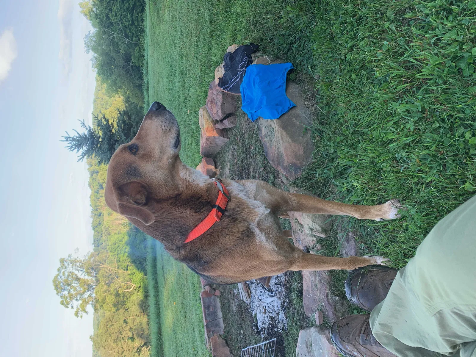 Lost dog in North Olmsted, OH, 44070