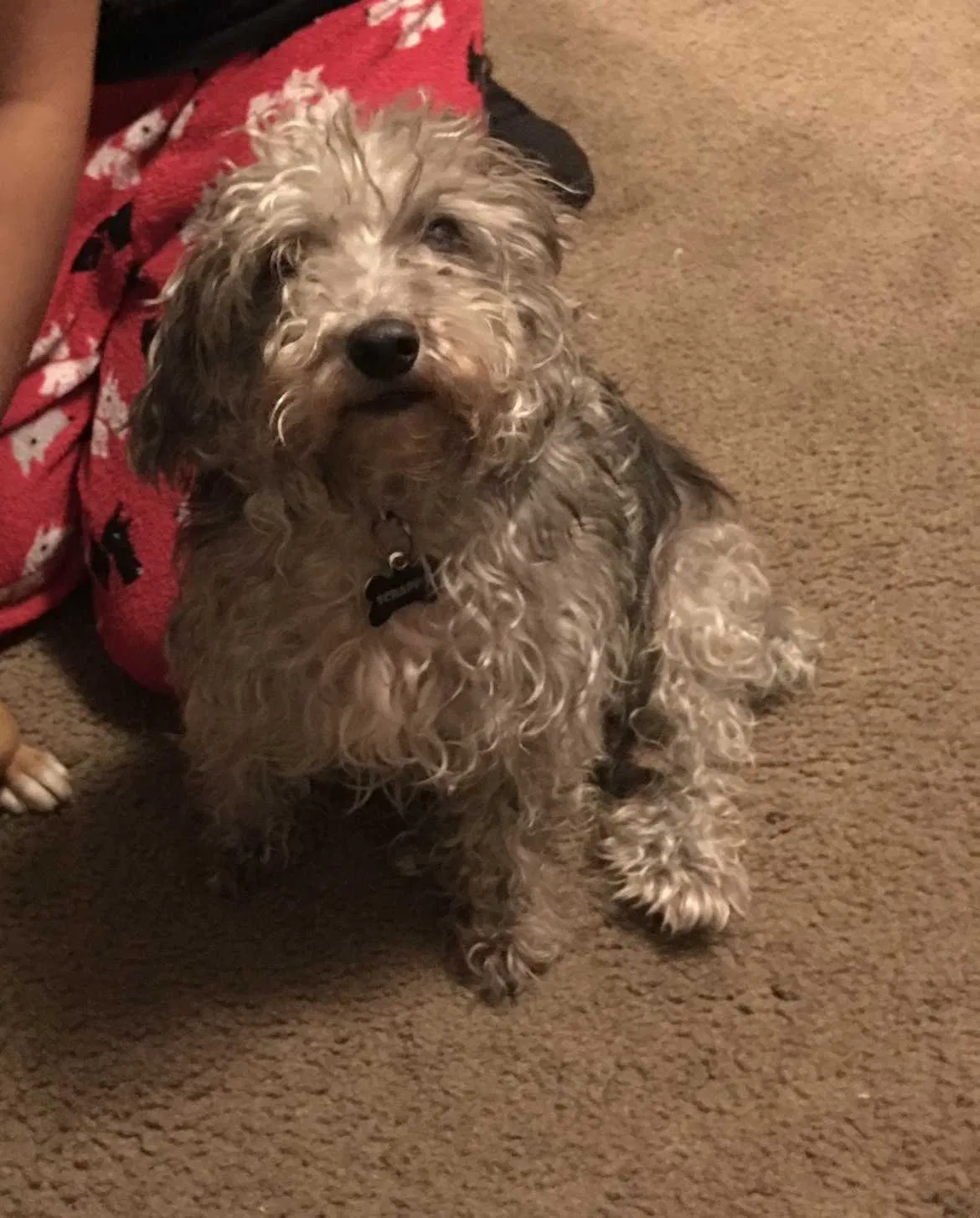 Lost dog in San Antonio, TX, 78222
