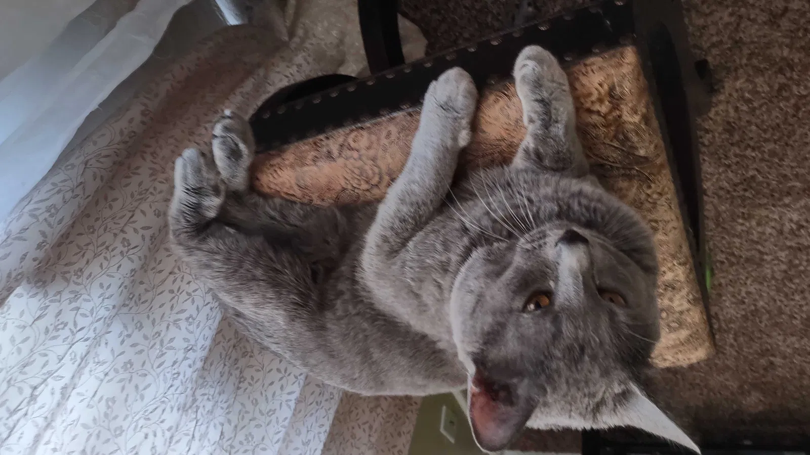 Lost cat in Salt Lake City, UT, 84117