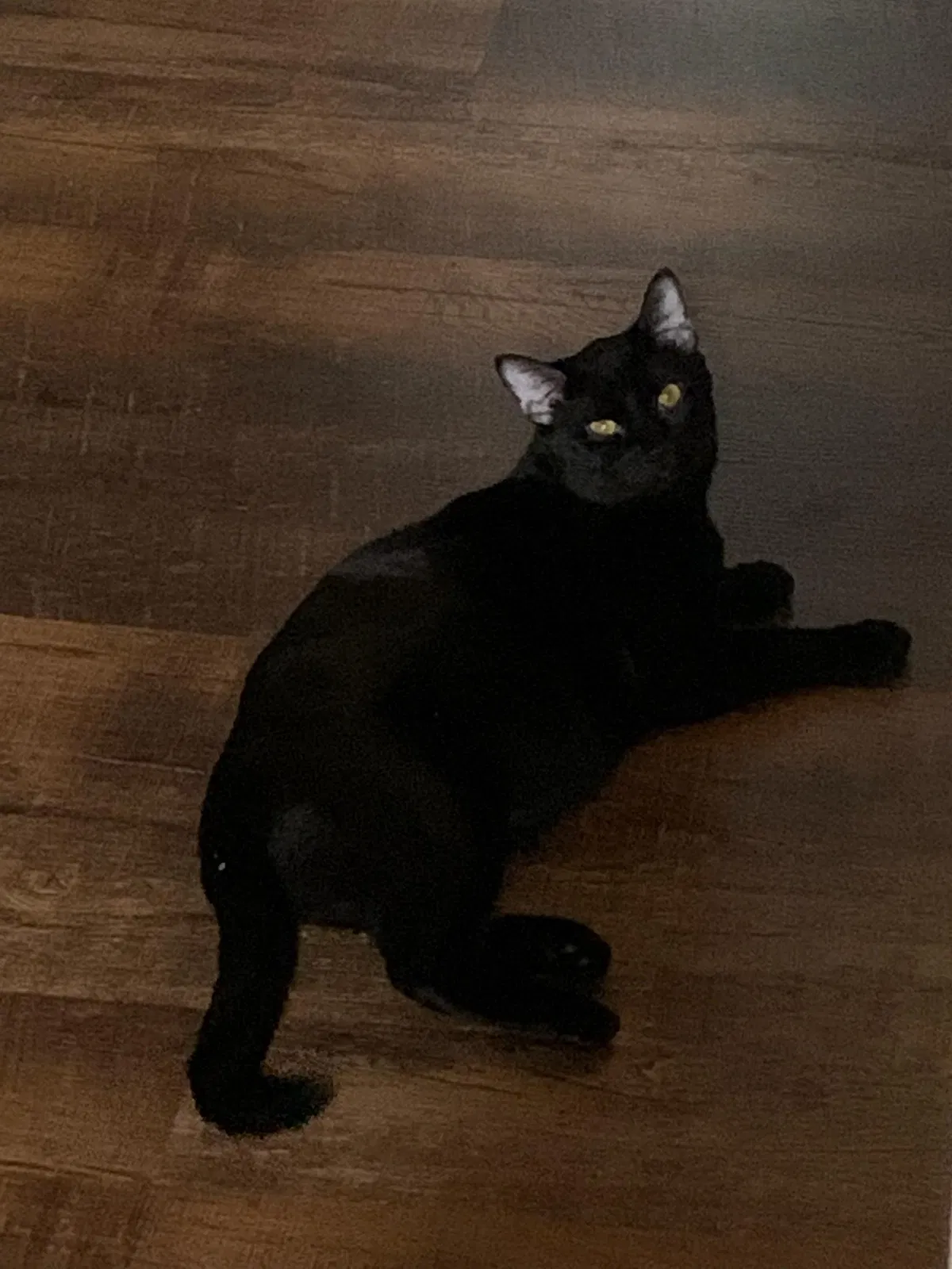 Lost cat in Blue Springs, MO, 64015