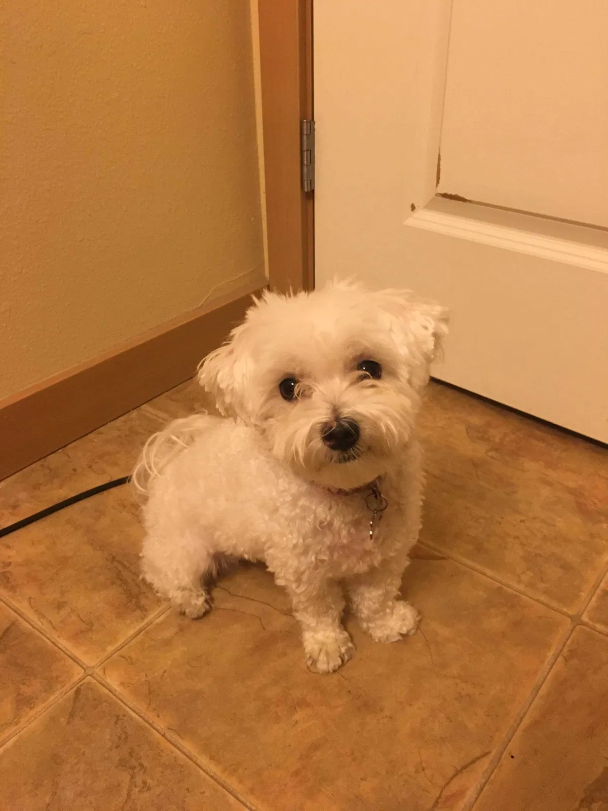 Lost dog in Tahuya, WA, 98588