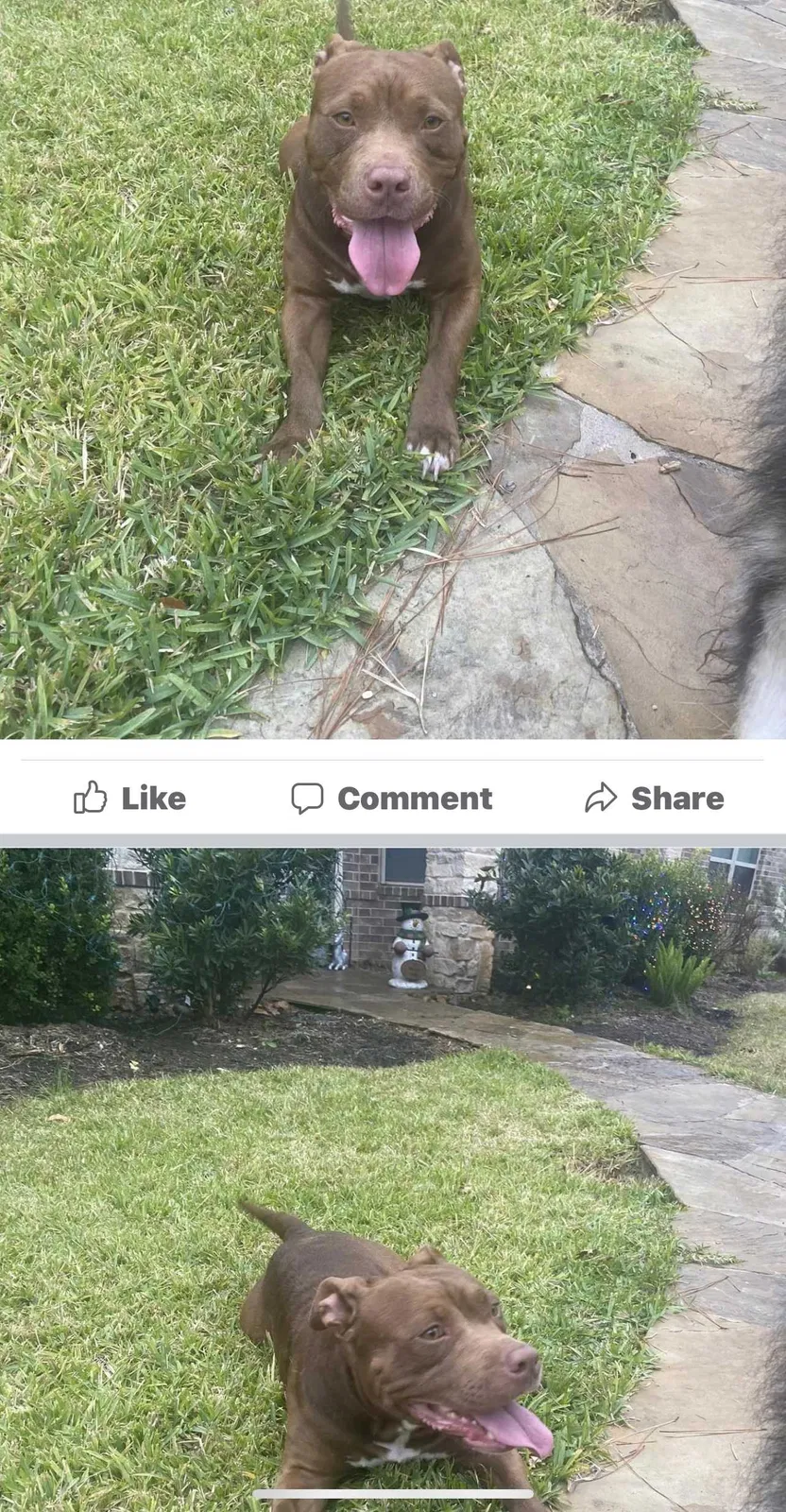 Found dog in Magnolia, TX, 77355