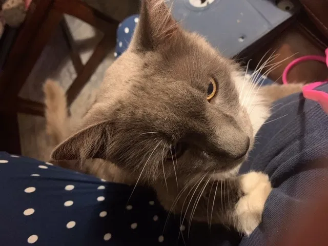 Lost cat in Camarillo, CA, 93012