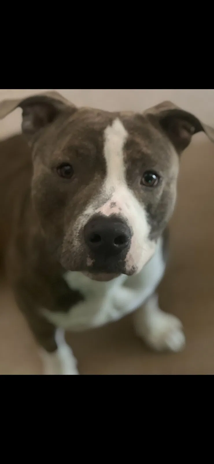 Lost dog in San Antonio, TX, 78201