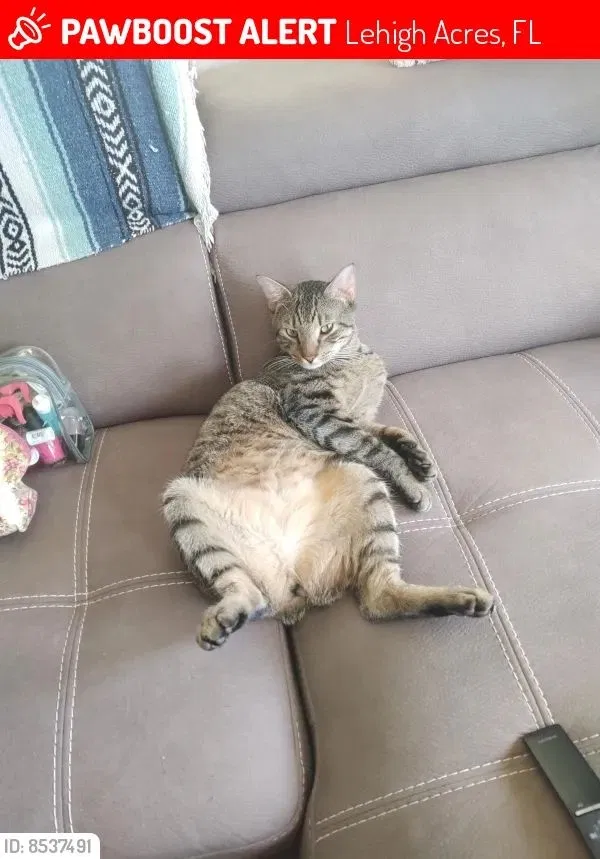 Lost cat in Lehigh Acres, FL, 33972