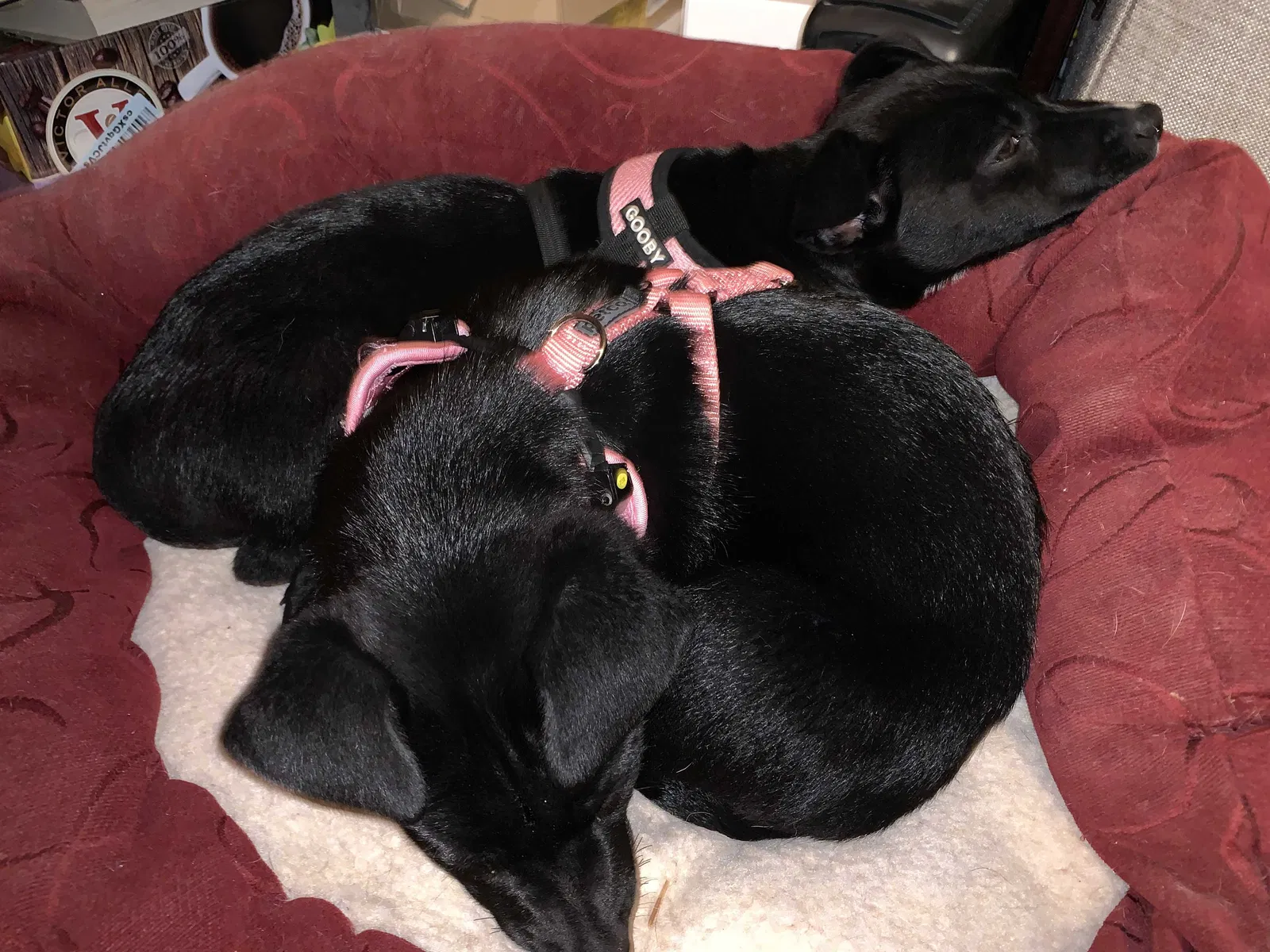 Found dog in Ringgold, GA, 30736