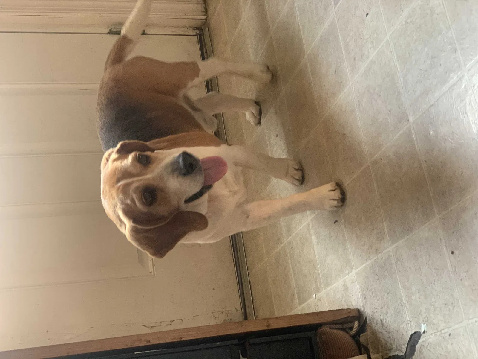 Lost dog in Easton, PA, 18042