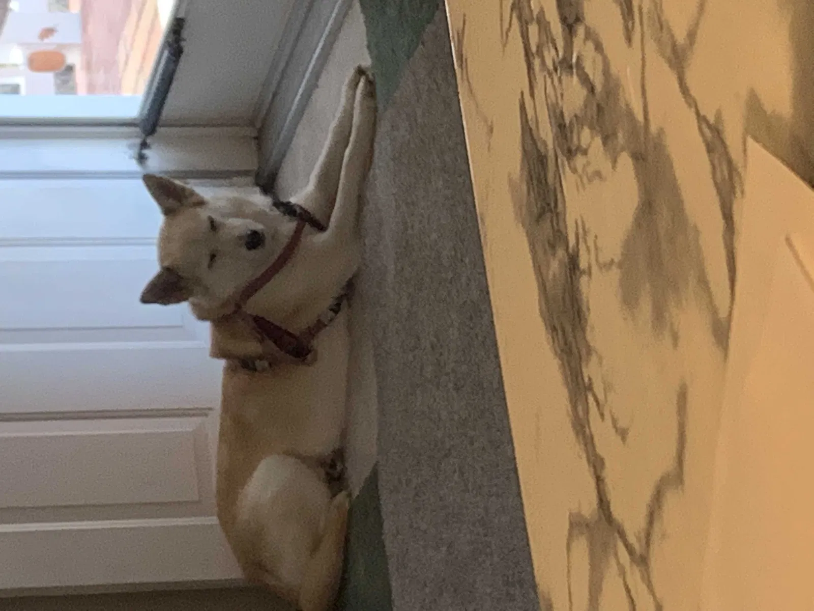 Lost dog in Mount Airy, NC, 27030