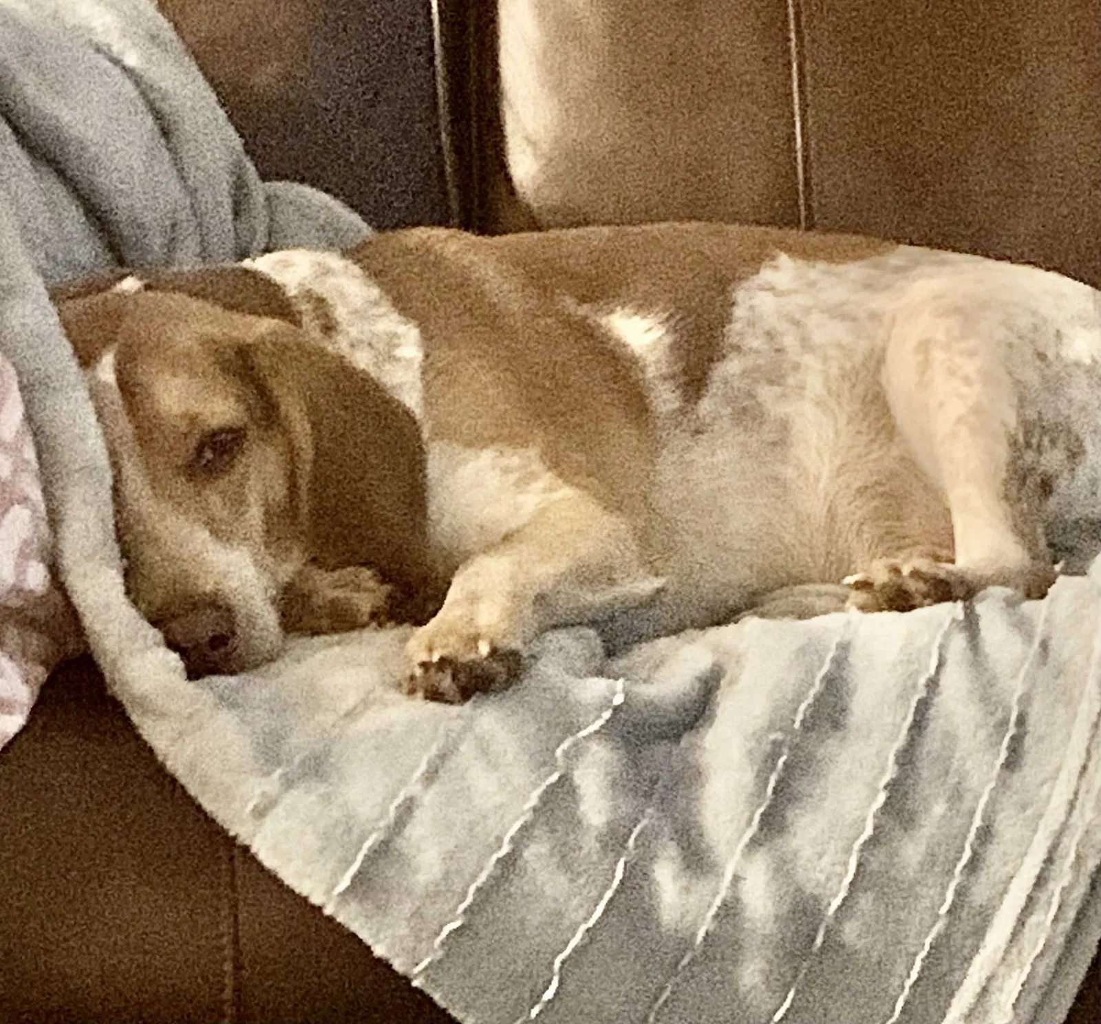 Lost dog in Mount Airy, NC, 27030
