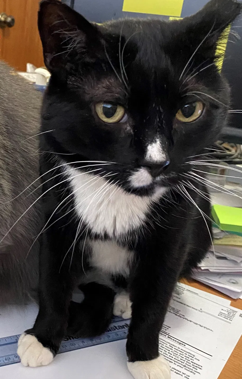 Lost cat in Minneapolis, MN, 55427