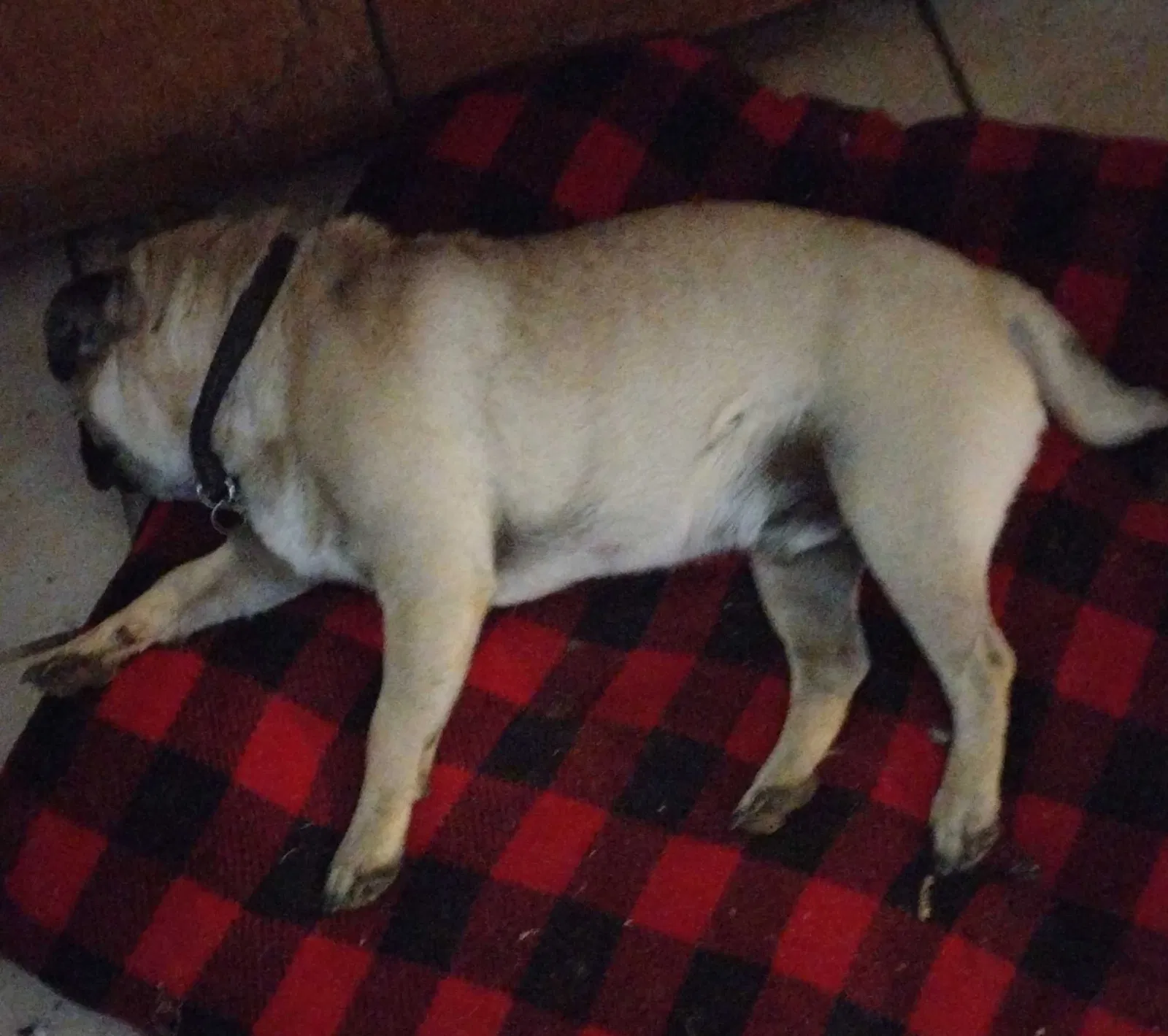 Lost dog in Las Cruces, NM, 88012