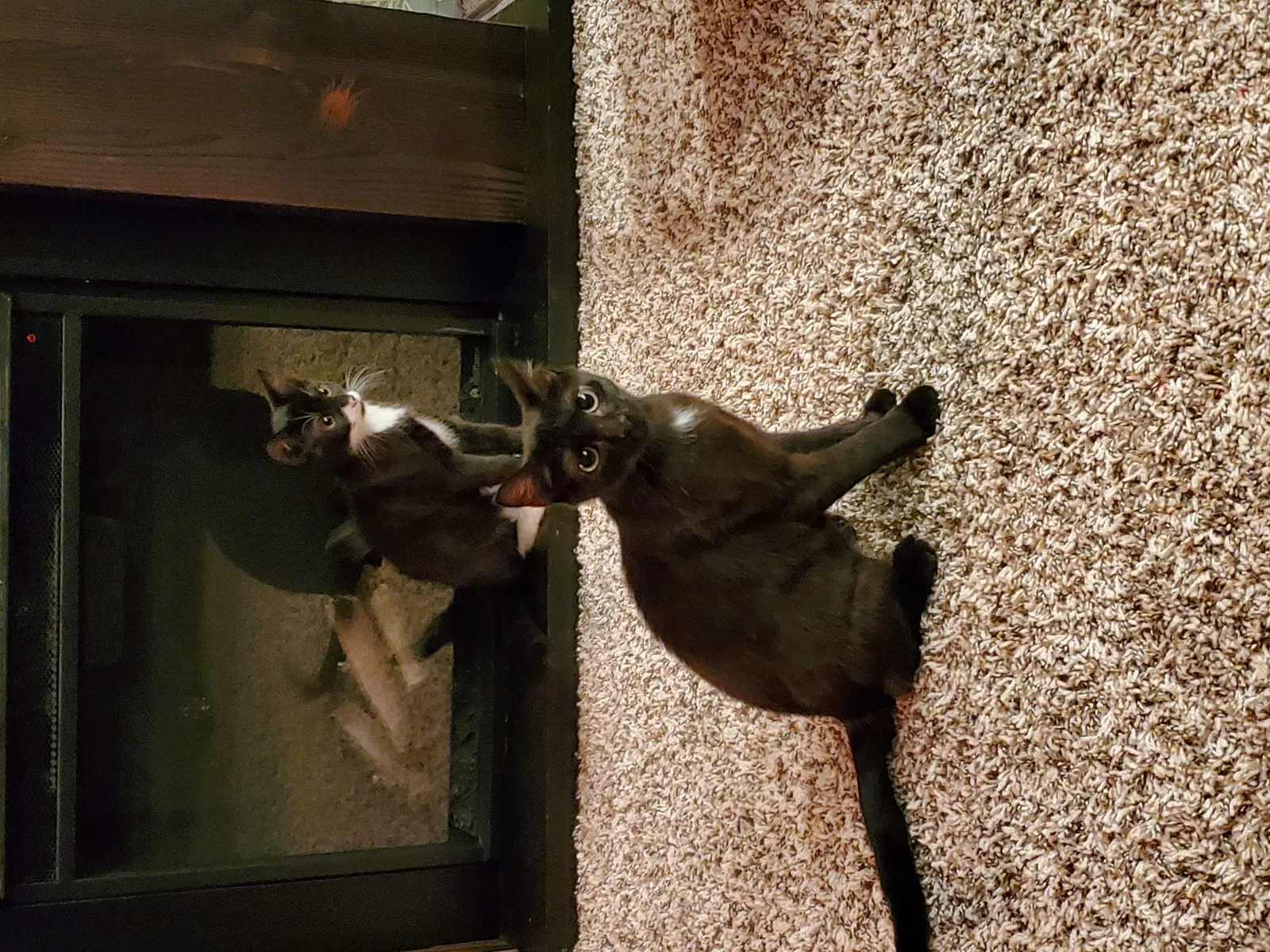 Lost cat in Mount Laurel, NJ, 8054