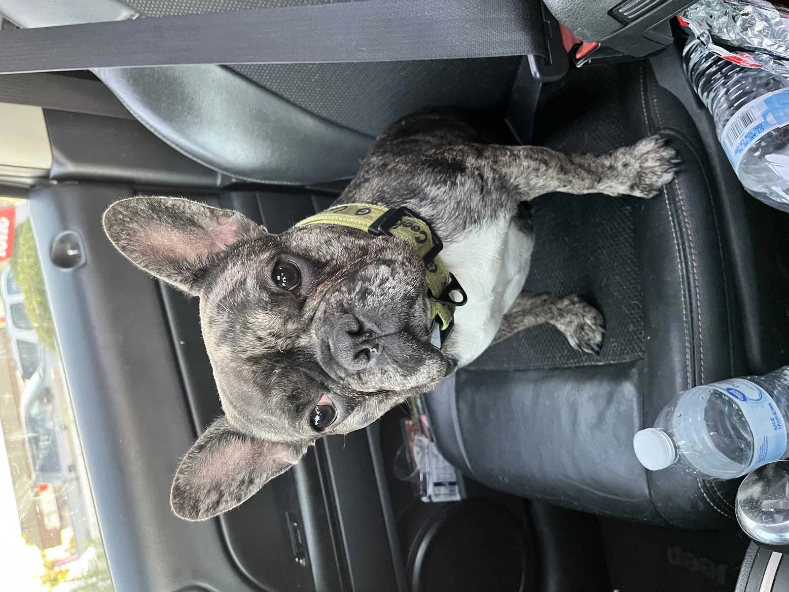Lost dog in Hawthorne, CA, 90250
