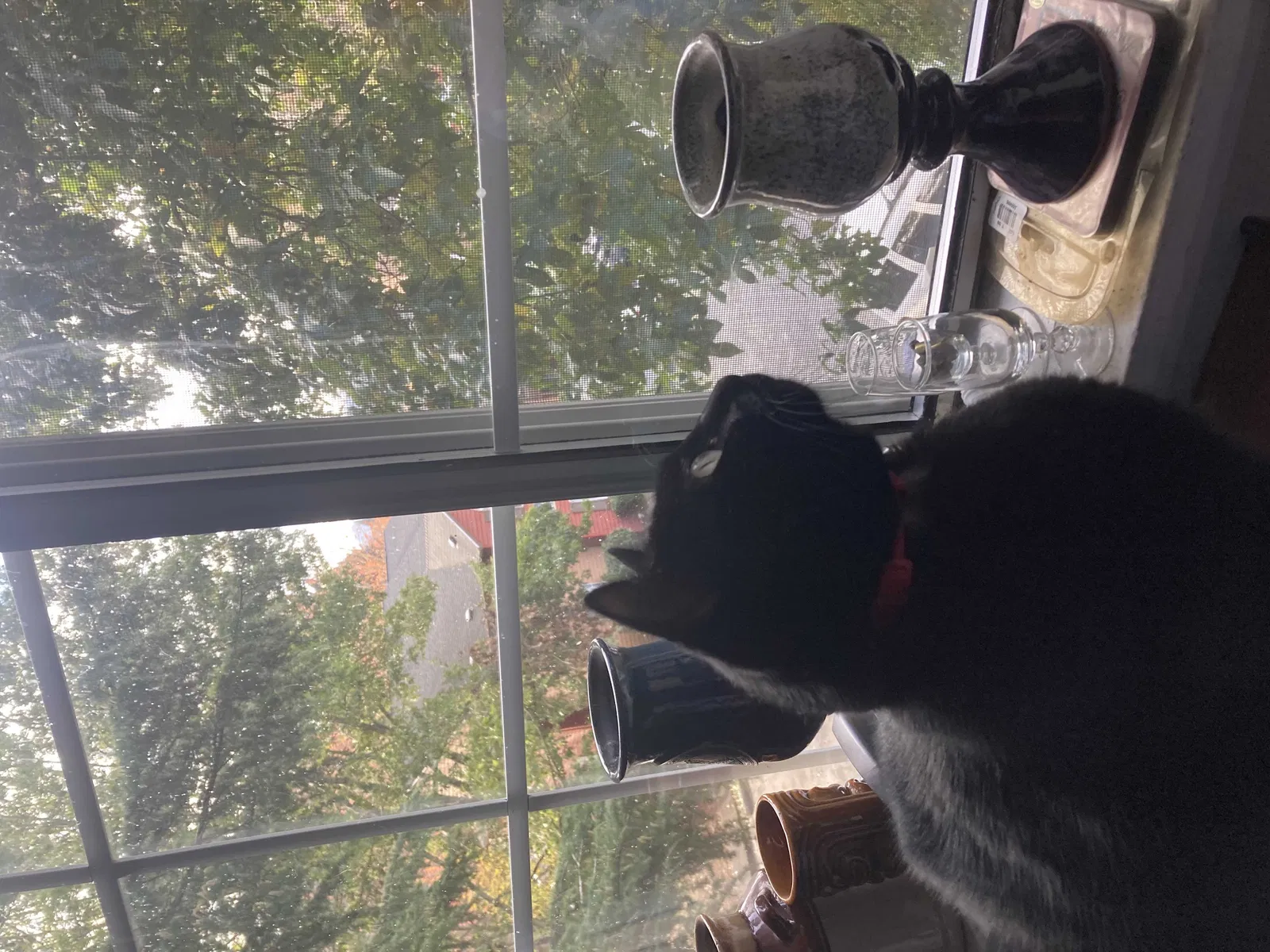 Lost cat in Portland, OR, 97214