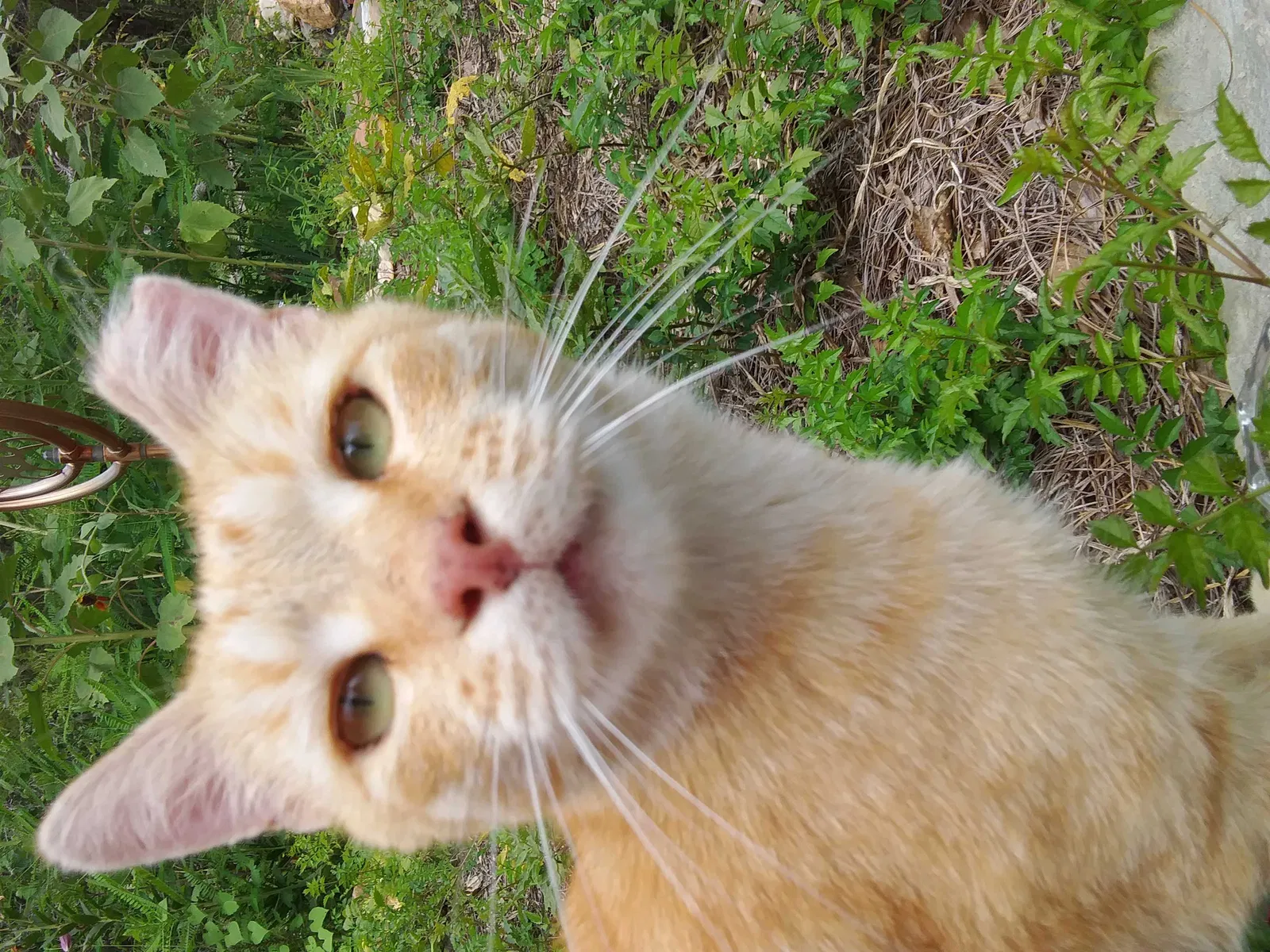 Lost cat in Fayetteville, NC, 28312