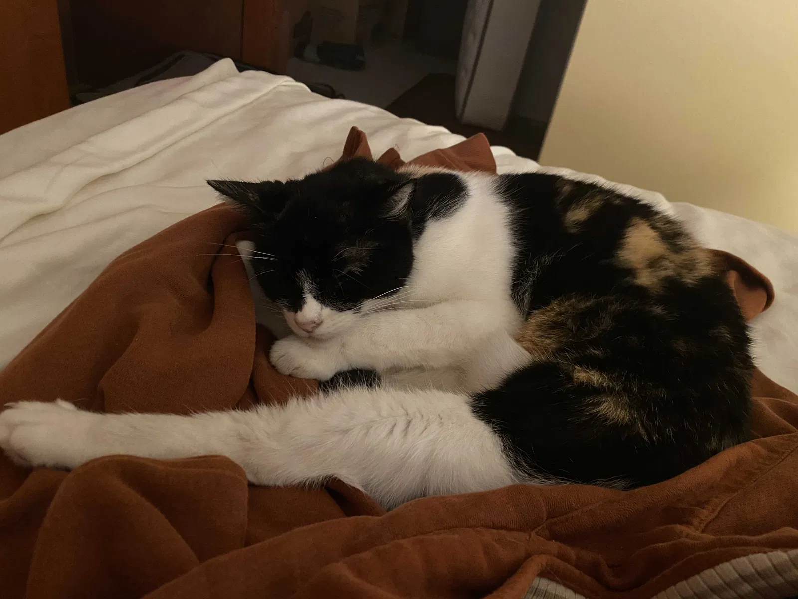 Lost cat in Portland, OR, 97206