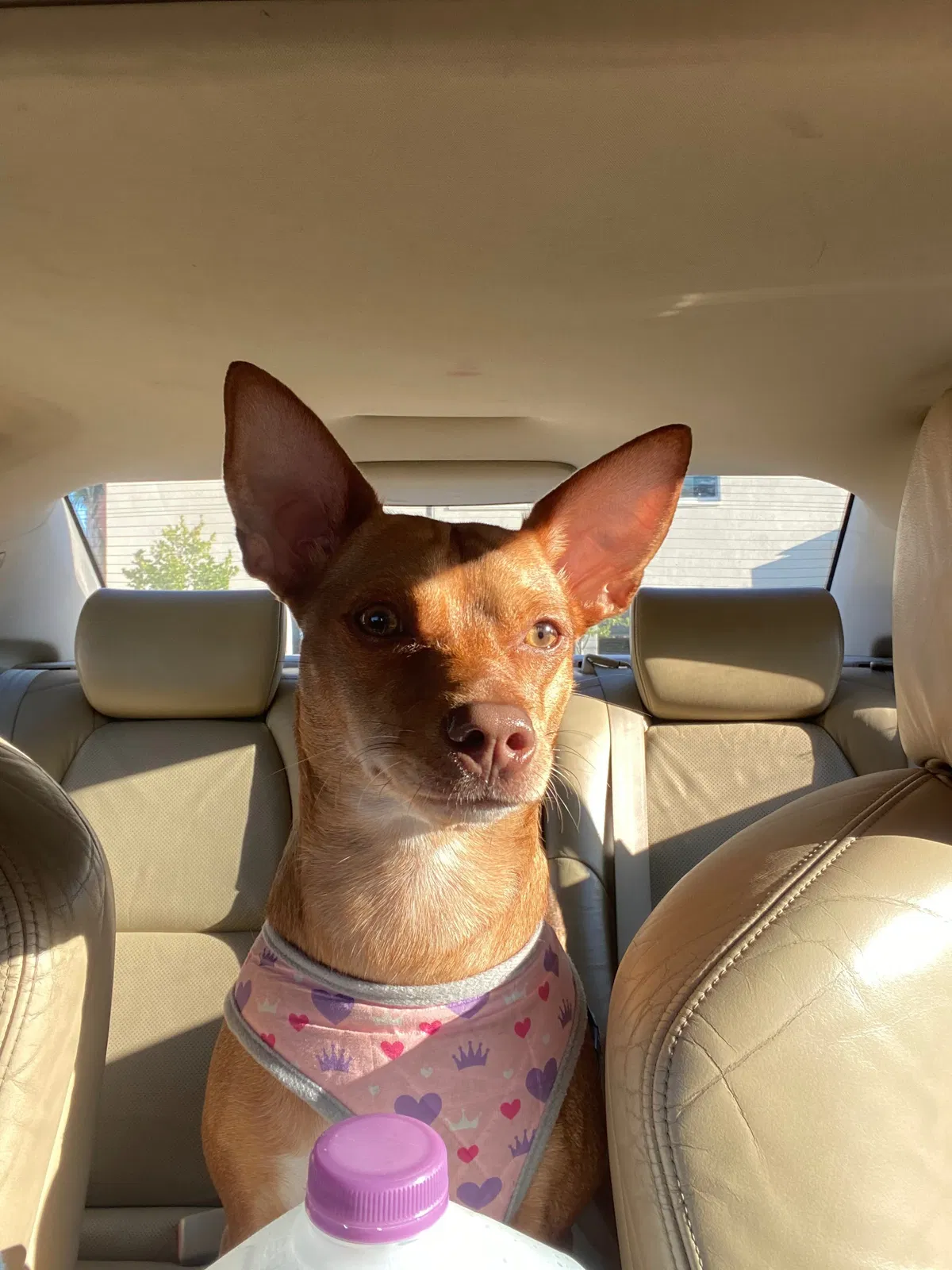 Lost dog in Lake Worth, FL, 33463